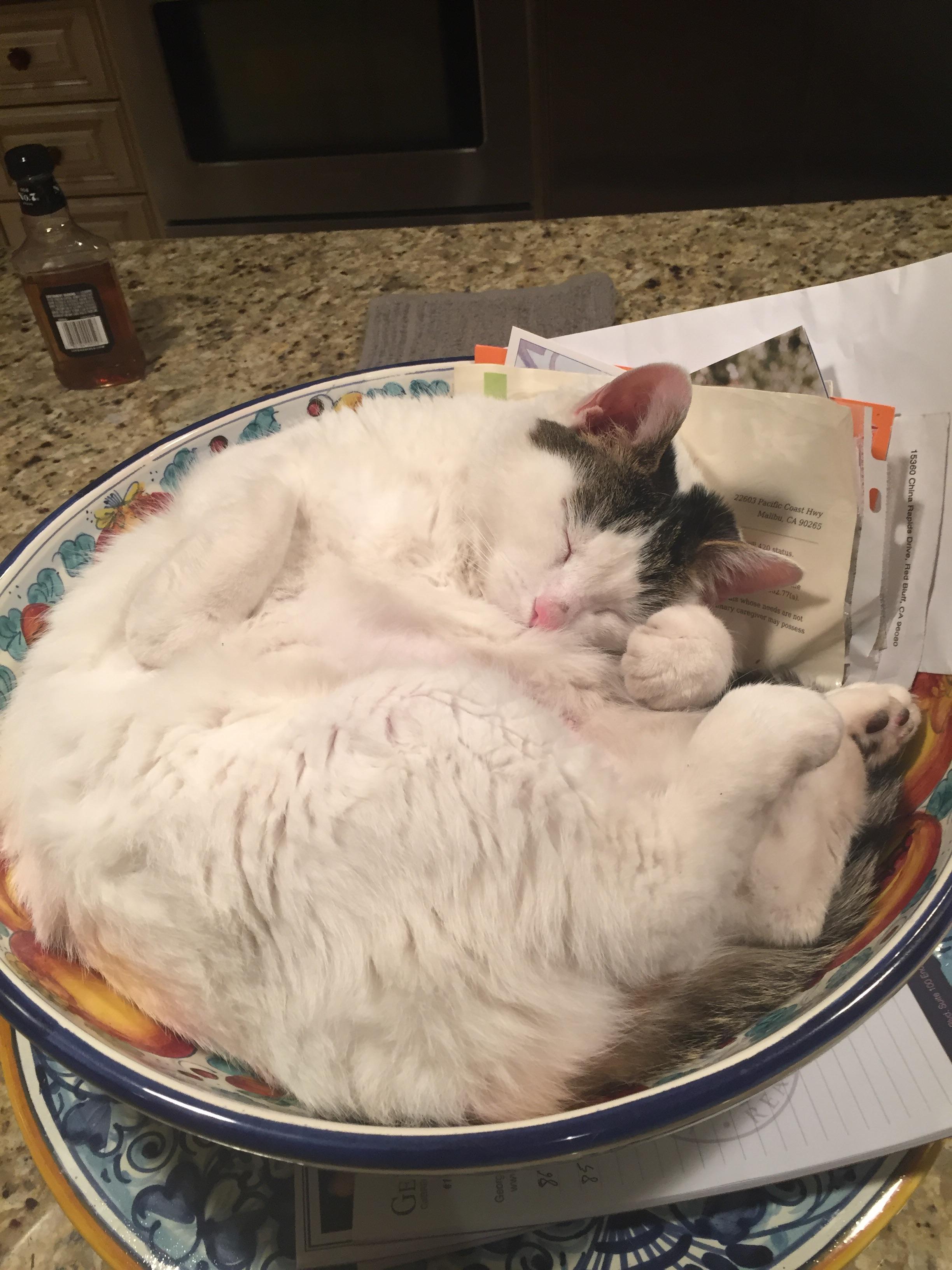 My friends cat likes to sleep in bowls. r/aww