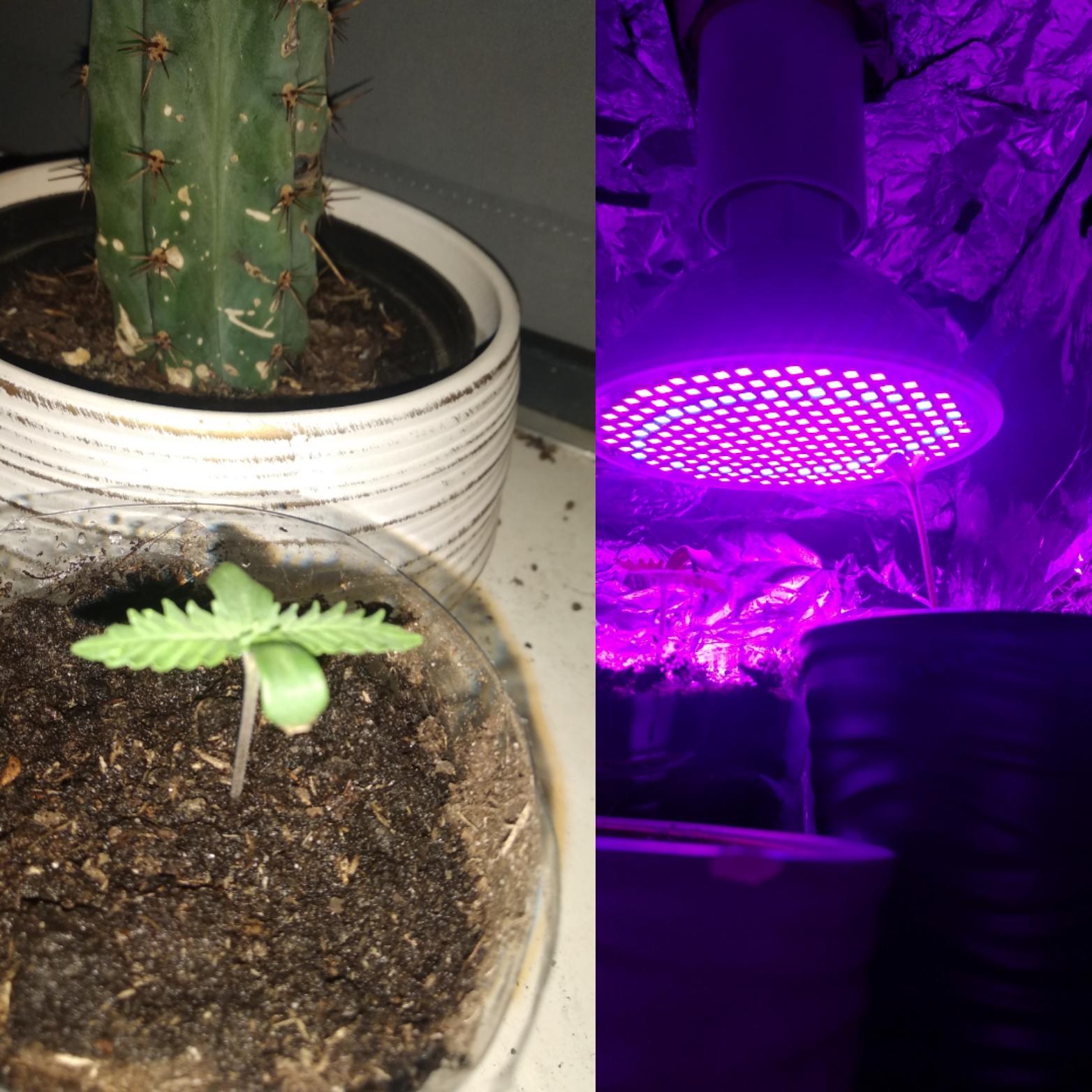 My neighbor germinated the seeds they have much stretch so I put them