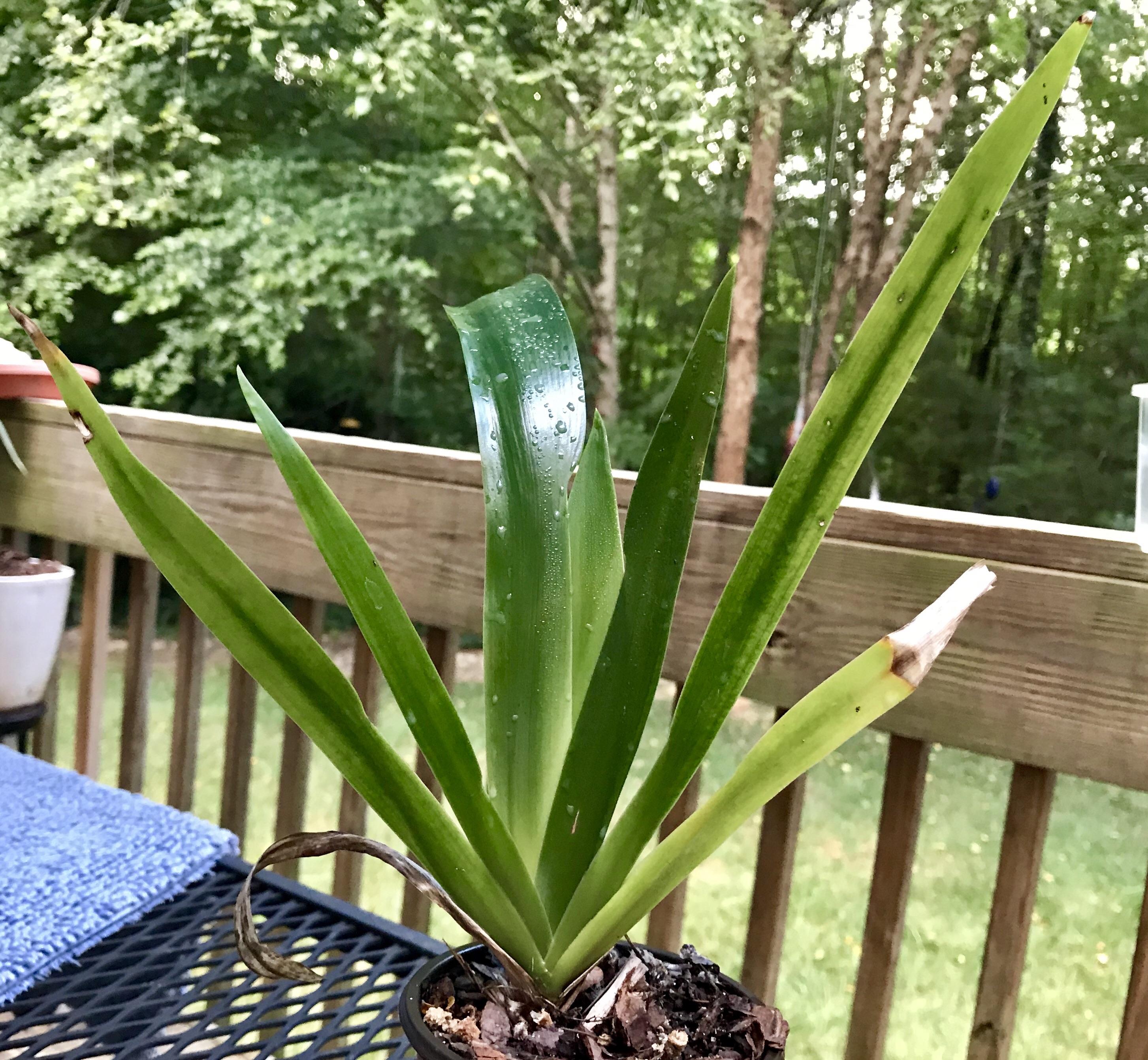 Who am I? Bought at a nursery in Miami for 1 in the sad discount plant