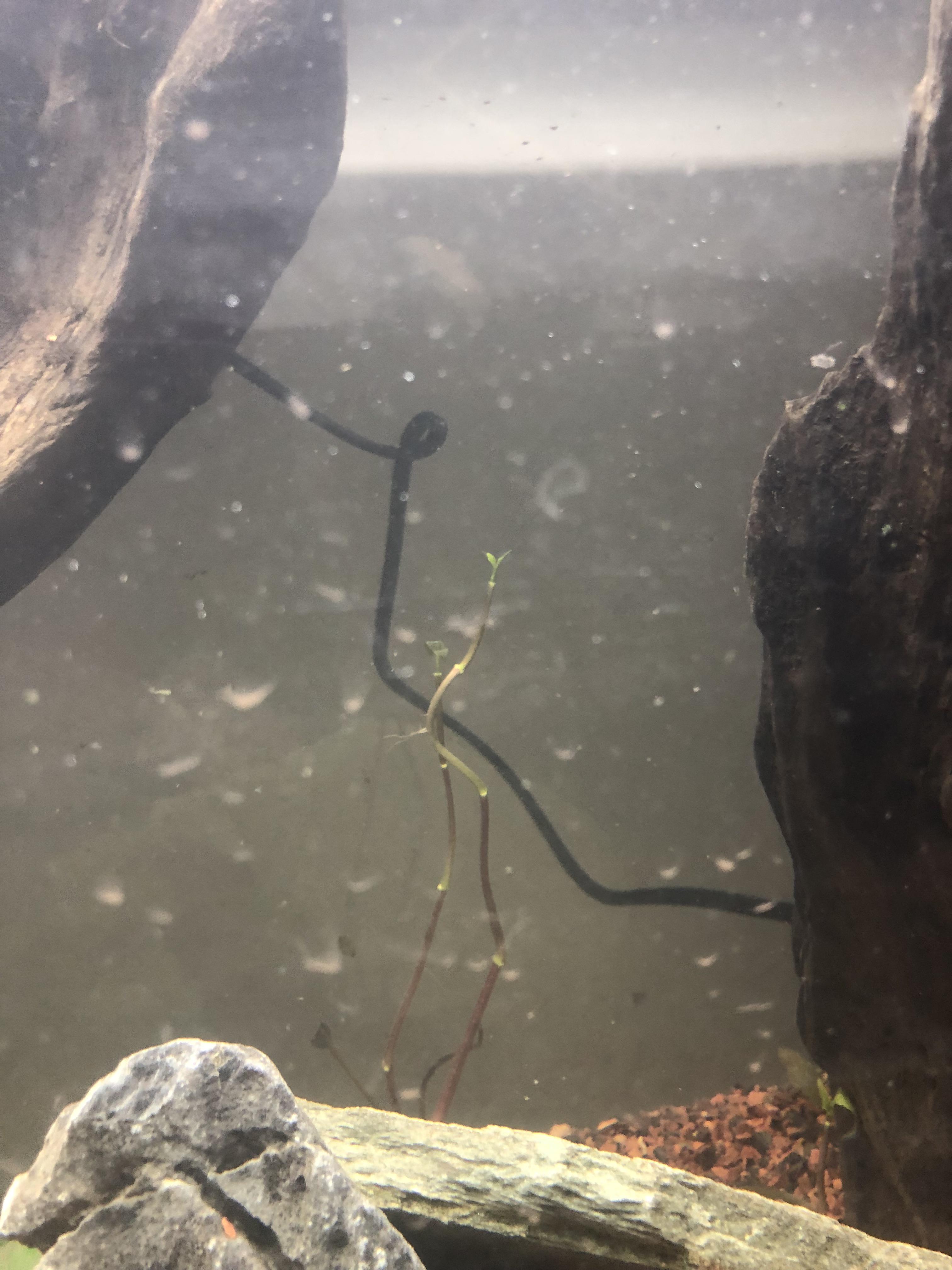 Will these plants grow back? r/Aquariums