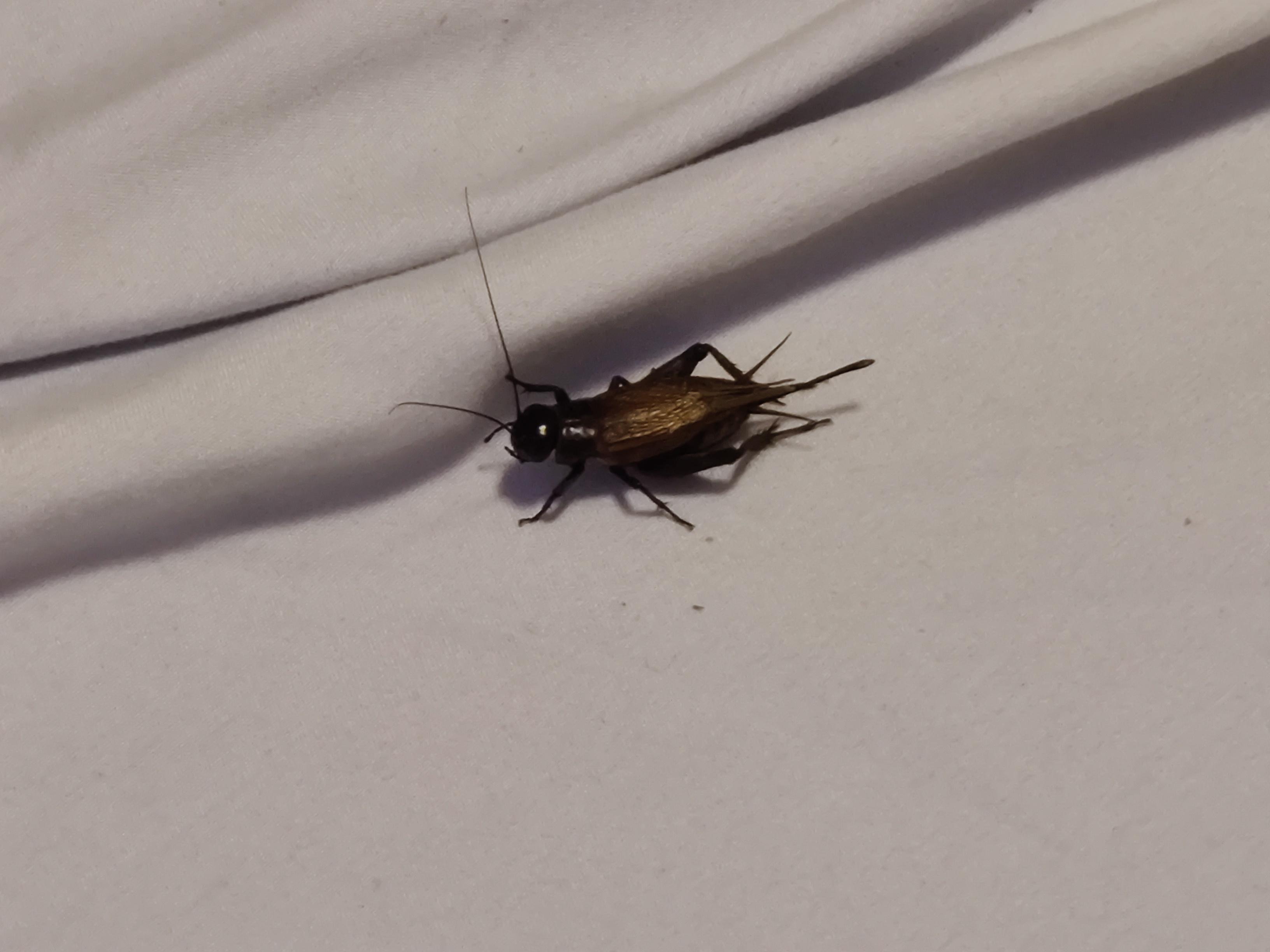 found this little fella in my bed last night. He was hugging my toes
