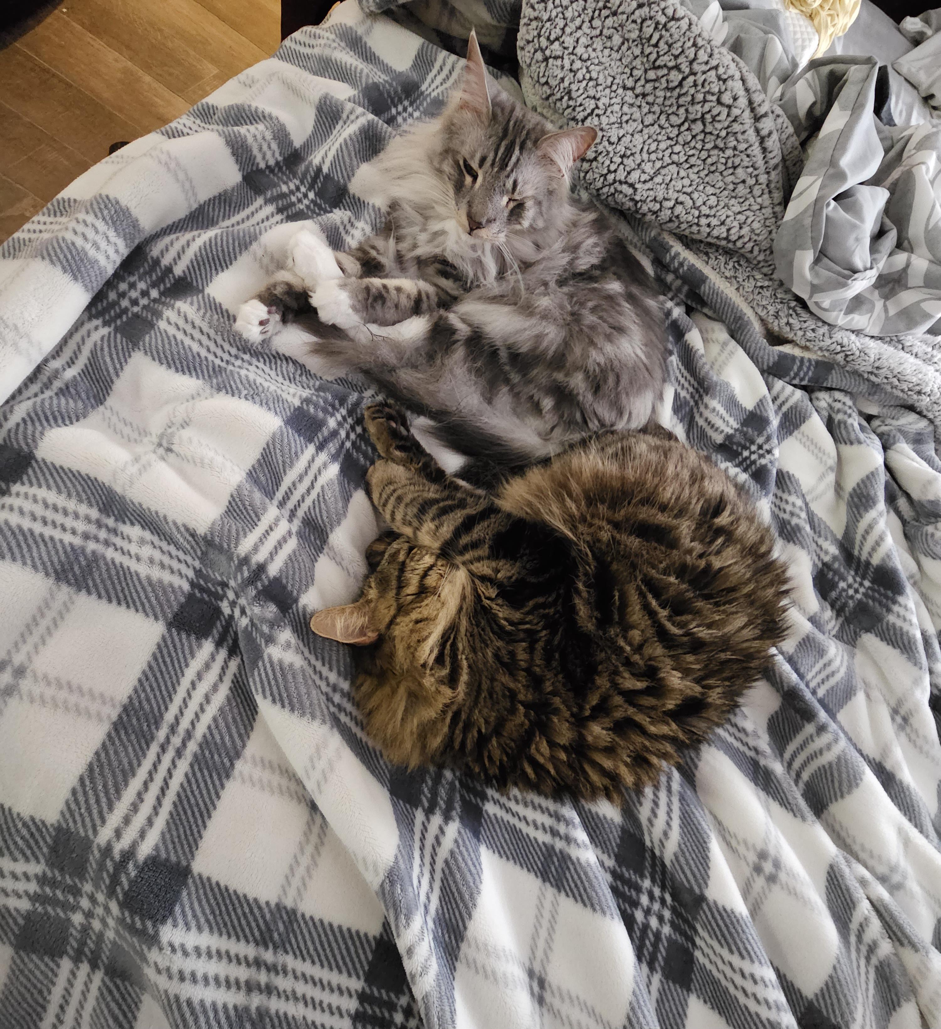 Why do they always sleep with their bums touching? r/cats