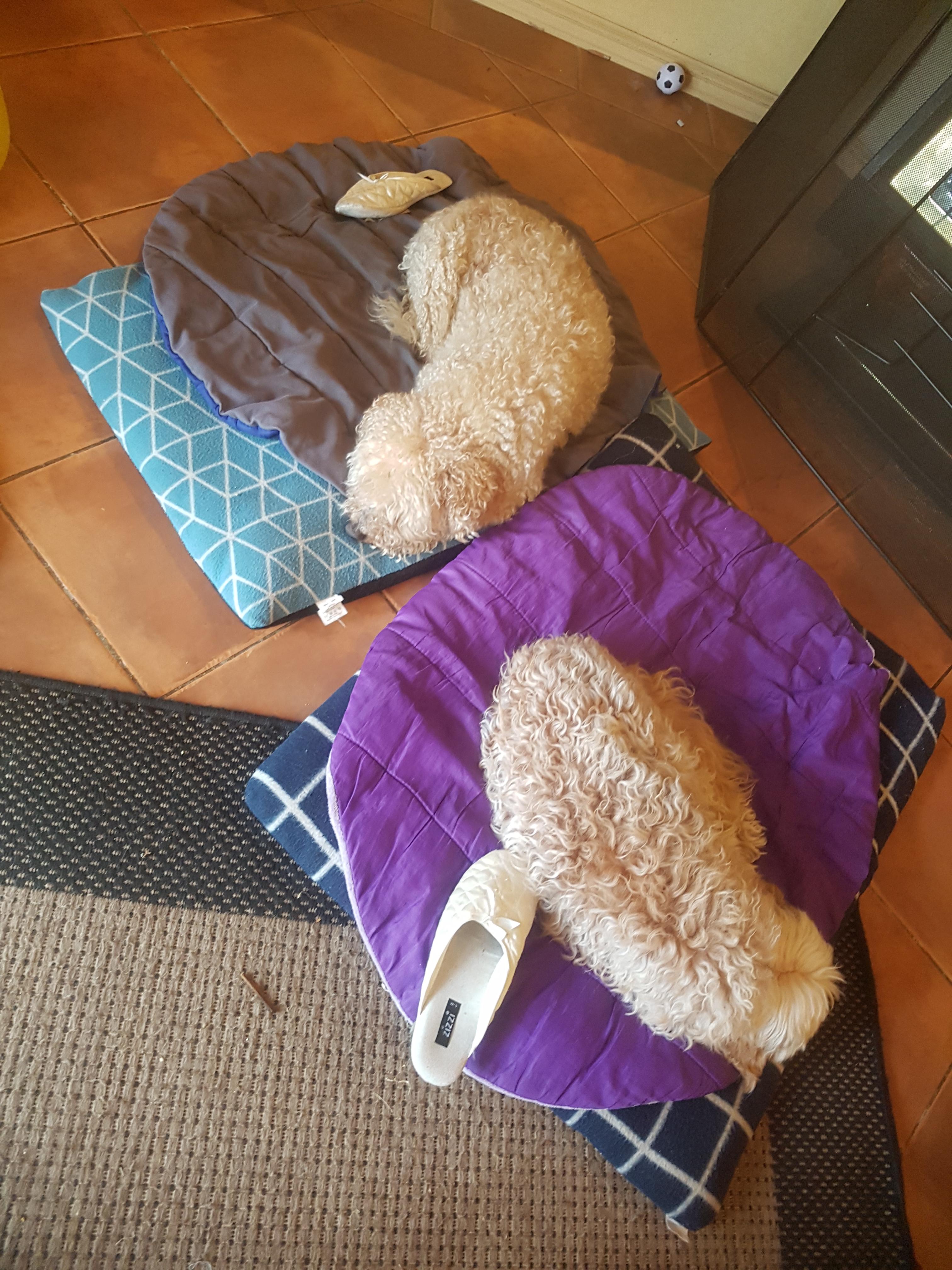 Couldn't find my slippers, turns out they'd pinched one each. r/Home