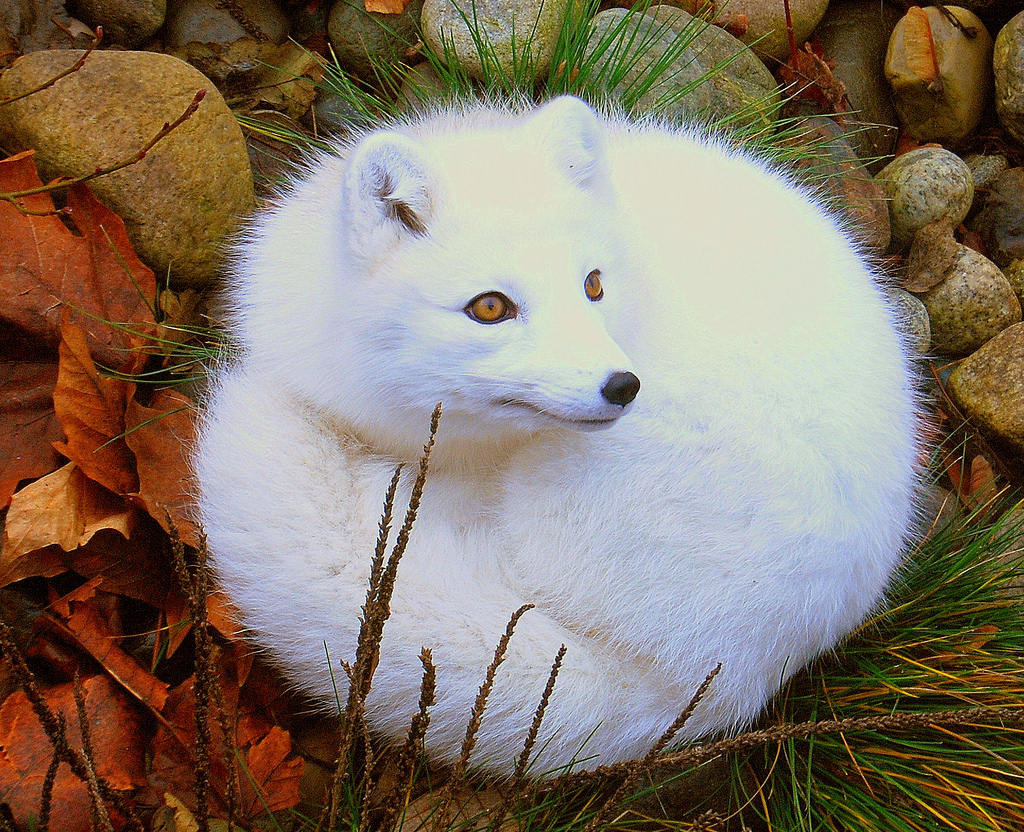 Beautiful arctic fox r/aww