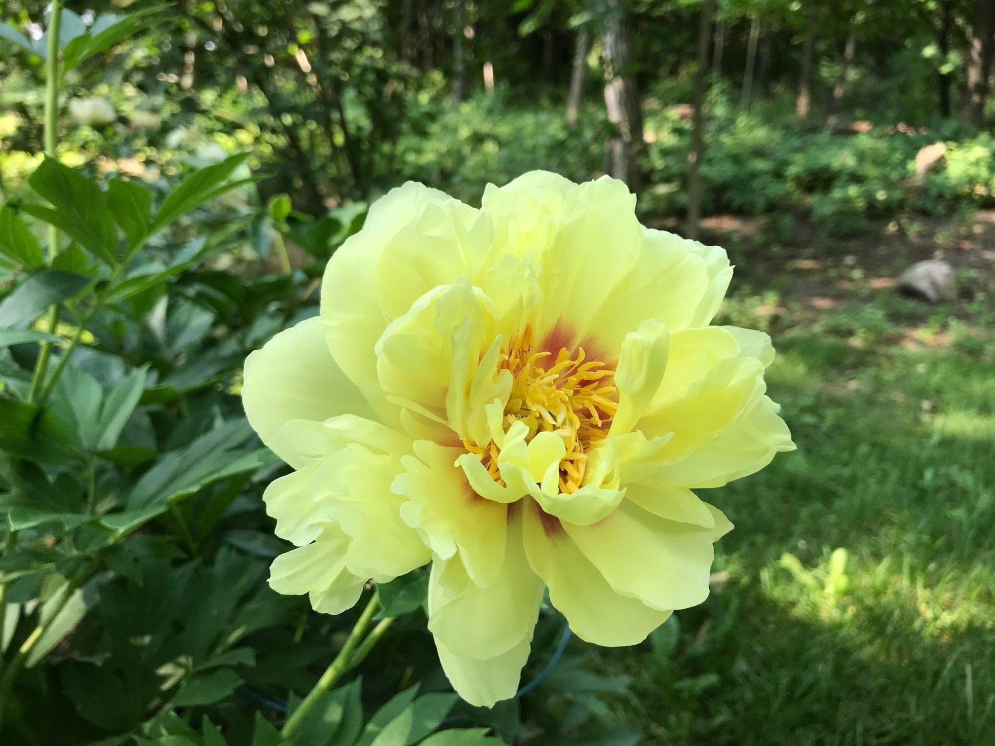 Itoh Peony ‘Yellow Crown’ from my garden in Canada. r/gardening