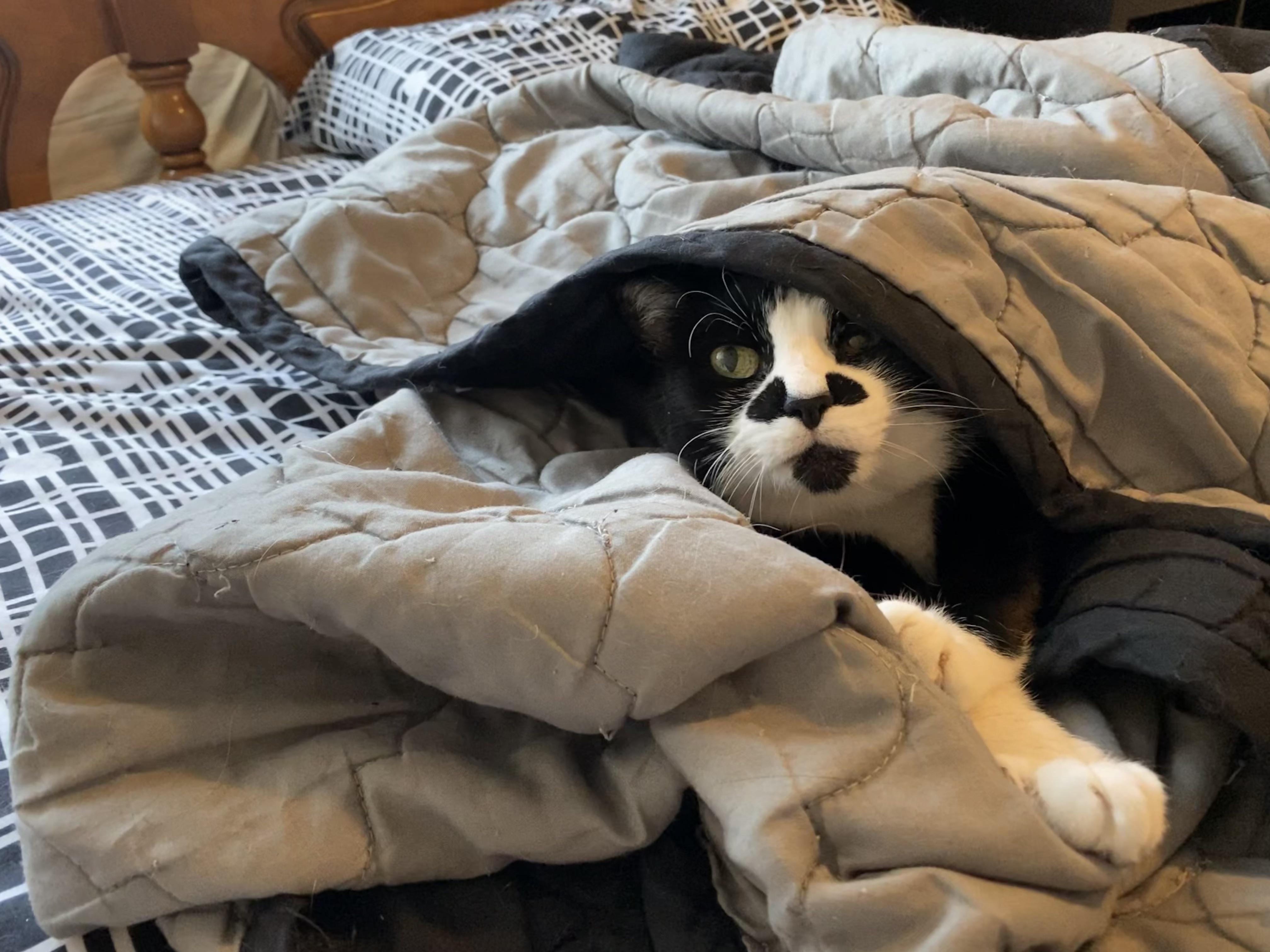 Mimi loves her blanket cave r/tuckedinkitties
