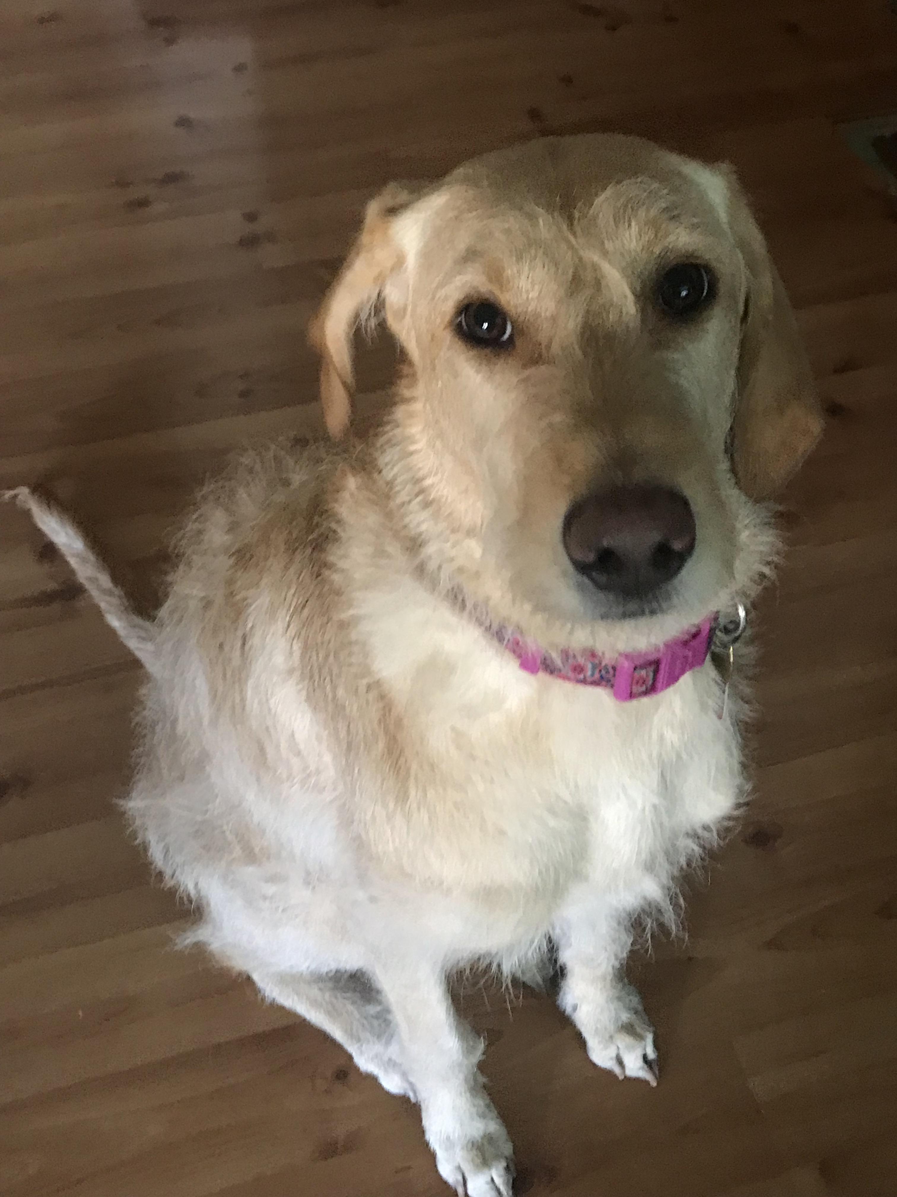 My wiry, crazy haired doodle, Daisy. She has wavy hair that sheds like