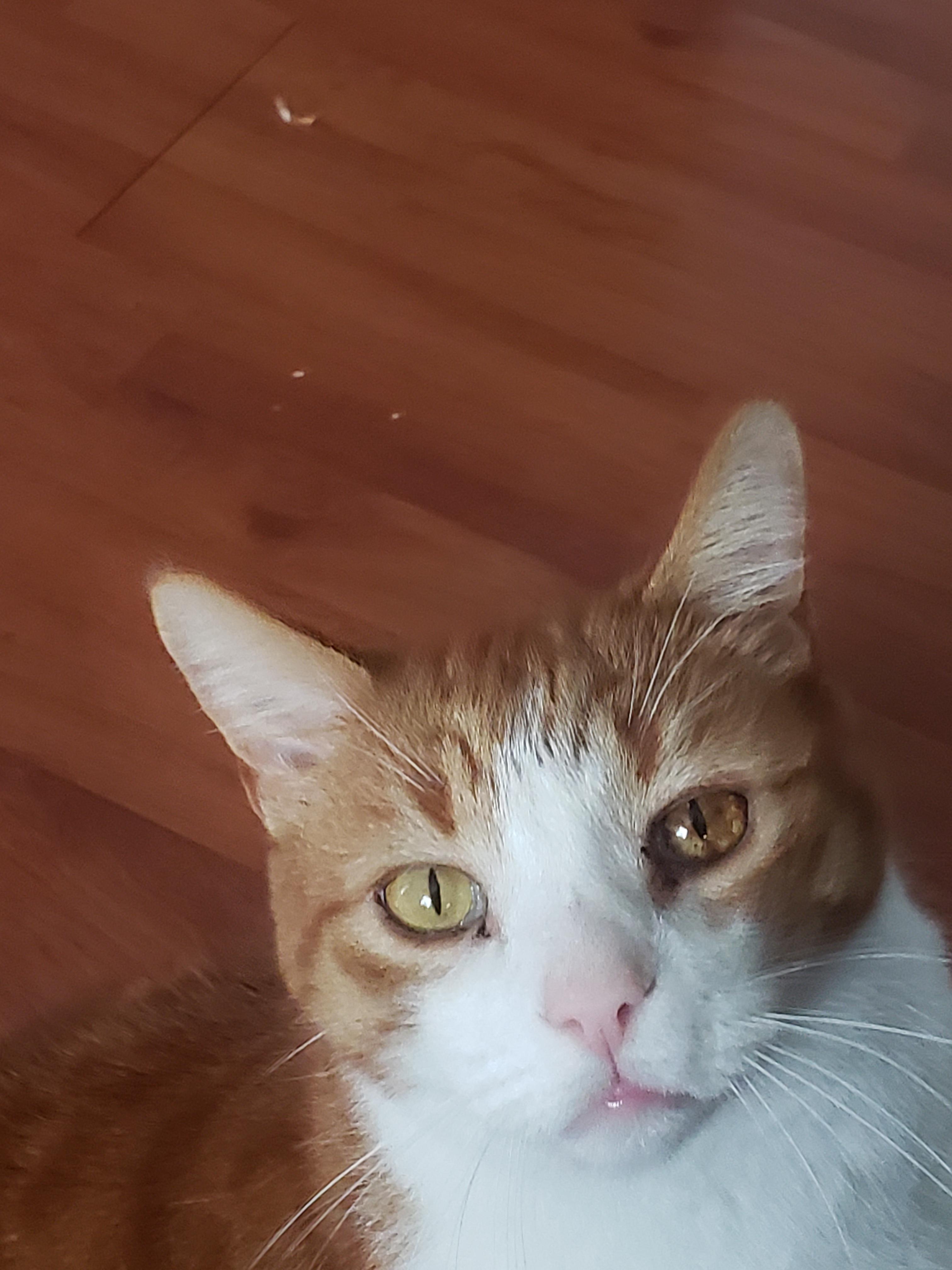 What's wrong with my cats eye r/cats