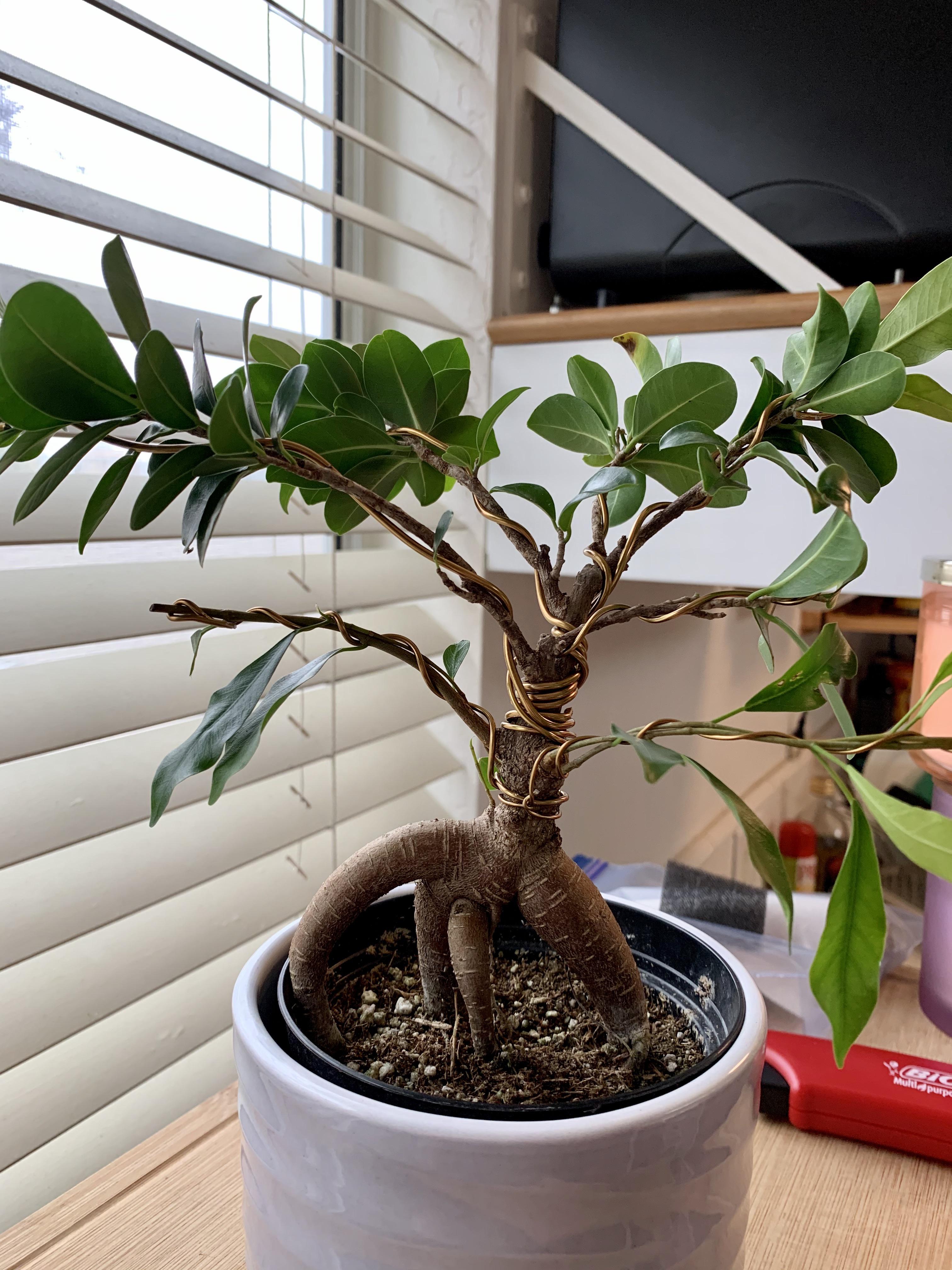 Got my first experience wiring and watering my Ficus (Ginger)! r/Bonsai