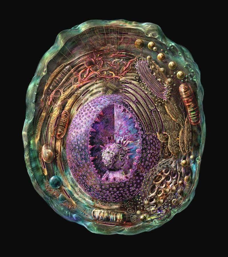 The most detailed representation of a human cell to date, obtained from