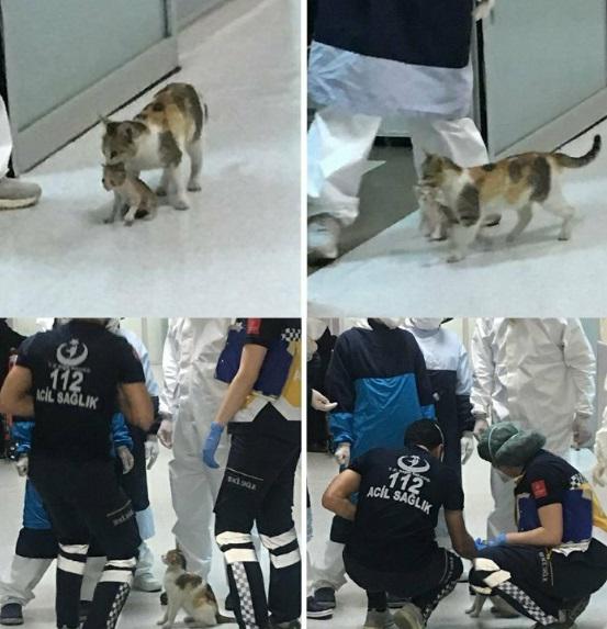 In Istanbul, a cat brought her kitten to the hospital. r/pics