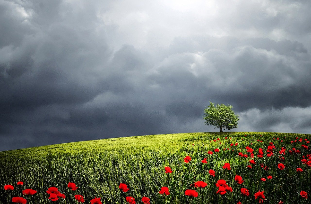 Beautiful red flower field under cloudy sky [1920×1080] wallpaper