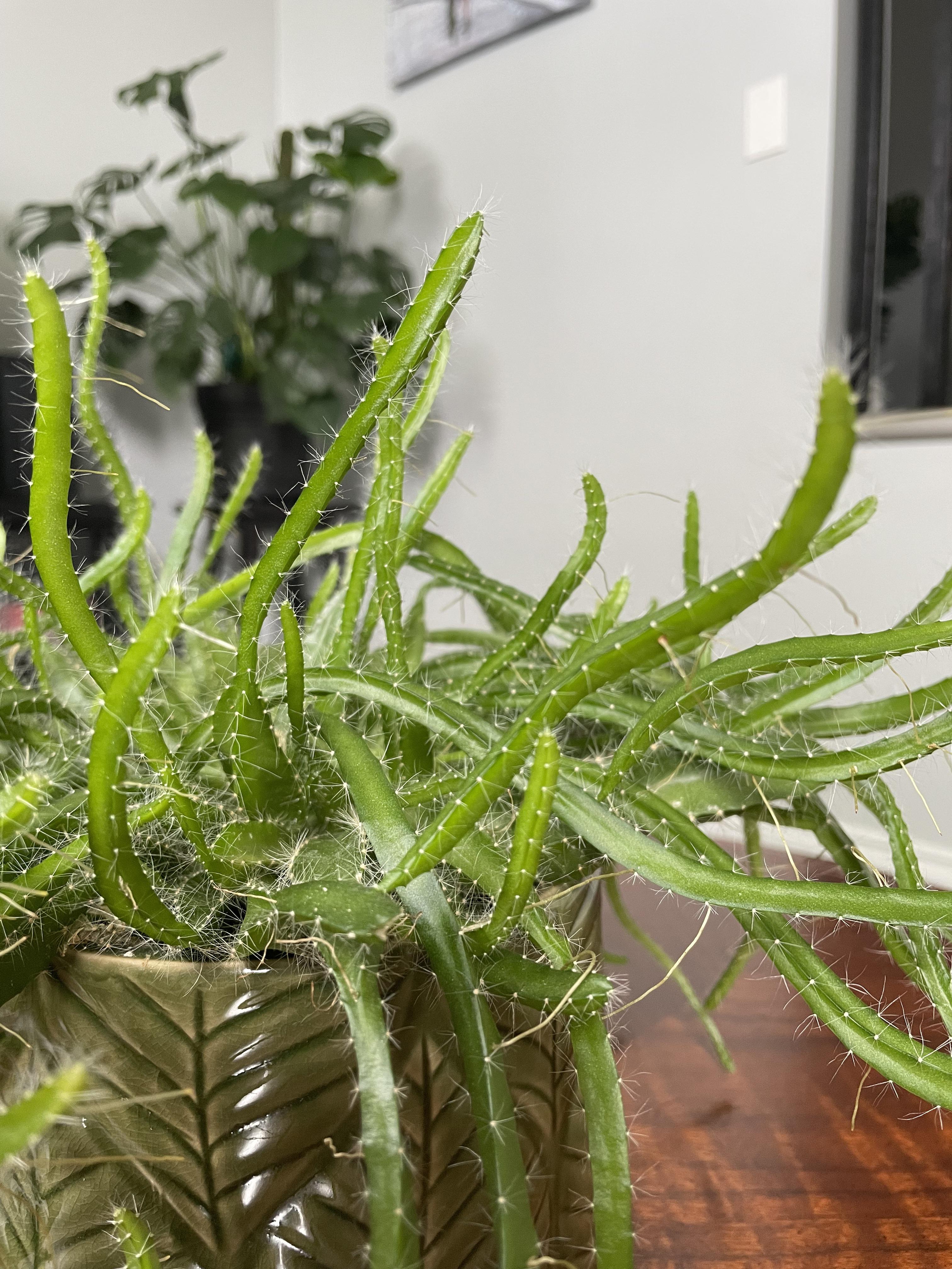 Dragon fruit cactus are these aerial roots? What should I do? r