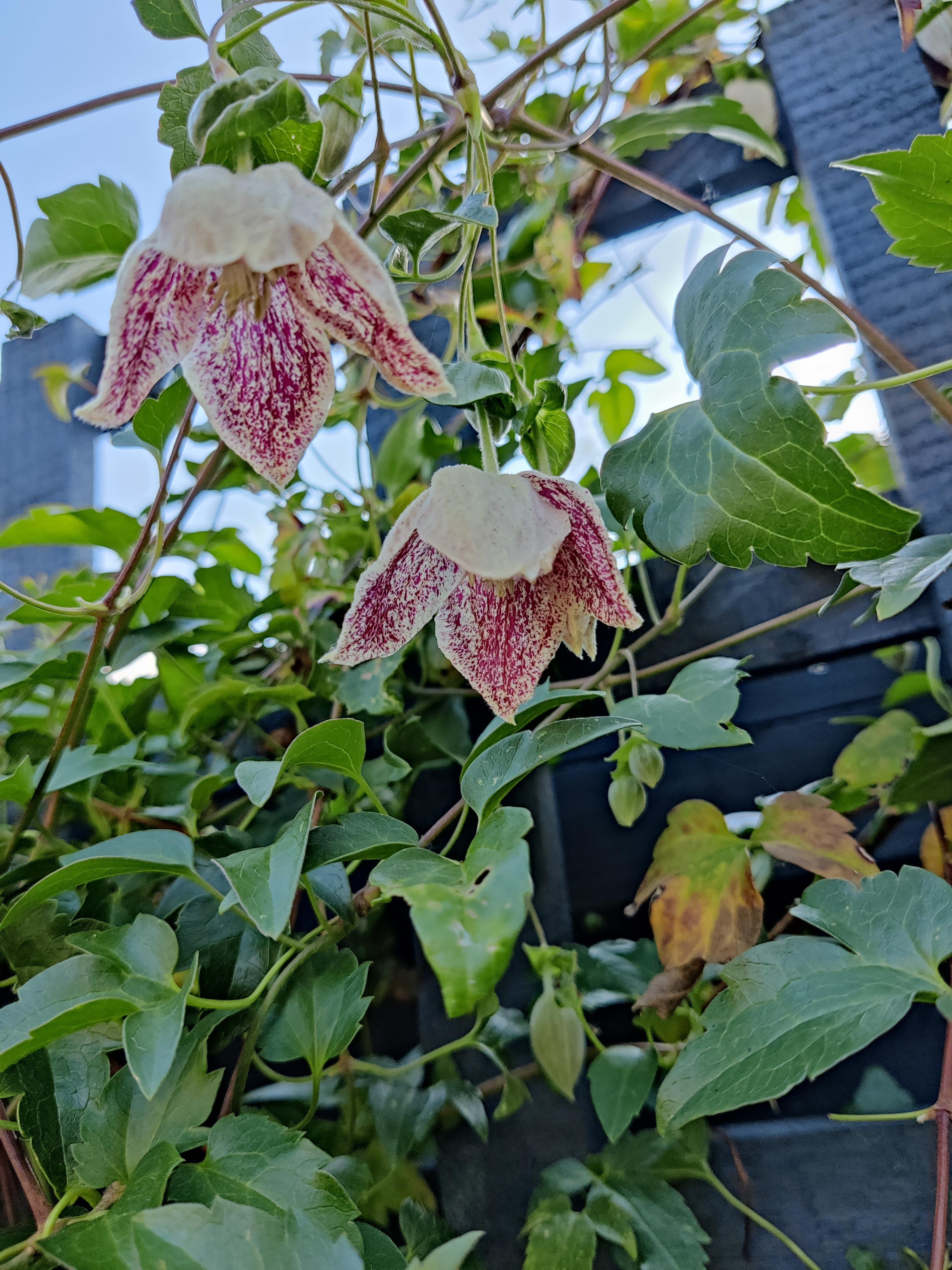 My winter flowering clematis says its January not June r/GardeningUK