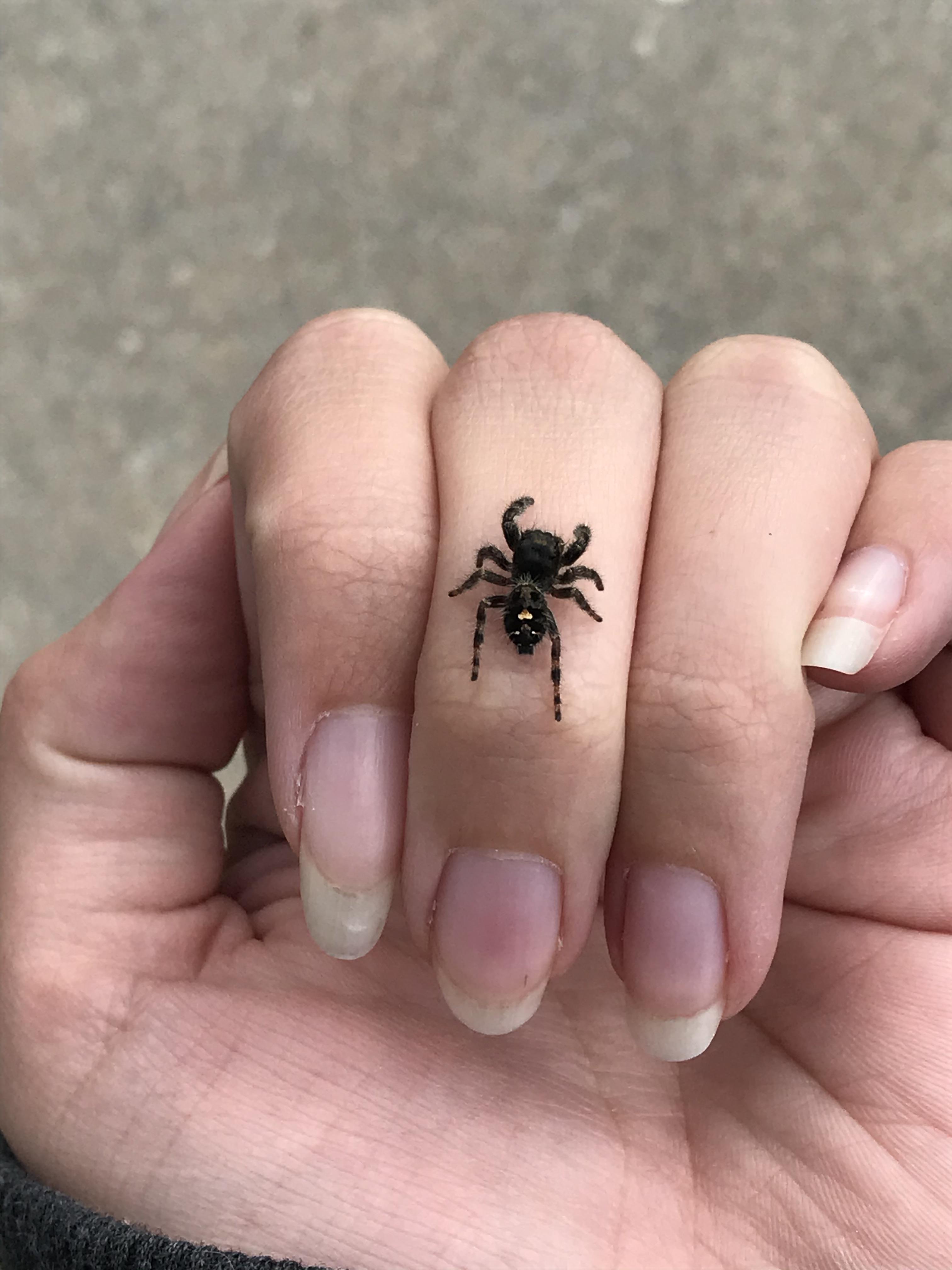 Daring Jumping Spider/Bold Jumping Spider (Phidippus audax) in PA, USA r/spiders