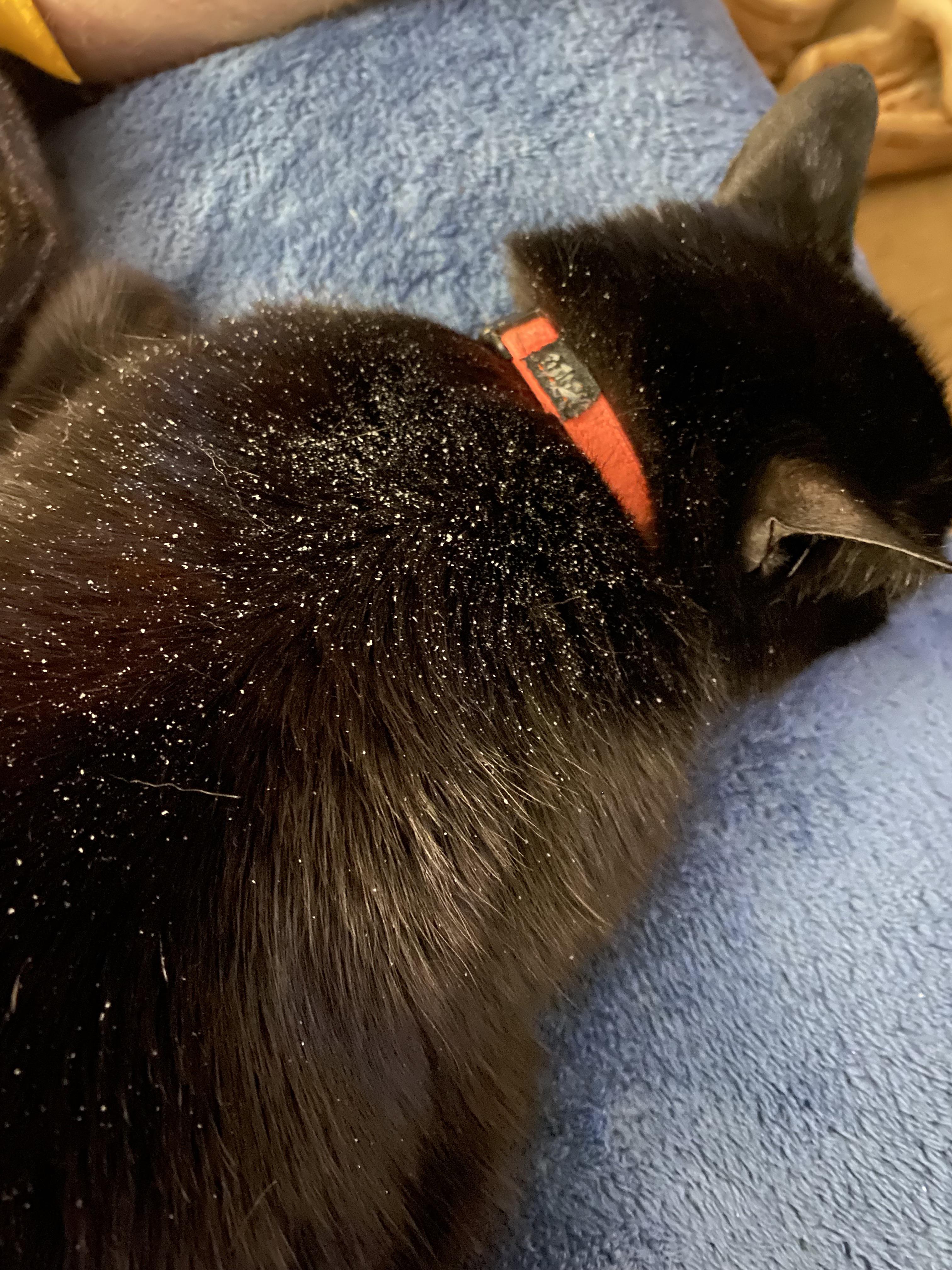 What do you use for your cats dry skin? r/blackcats