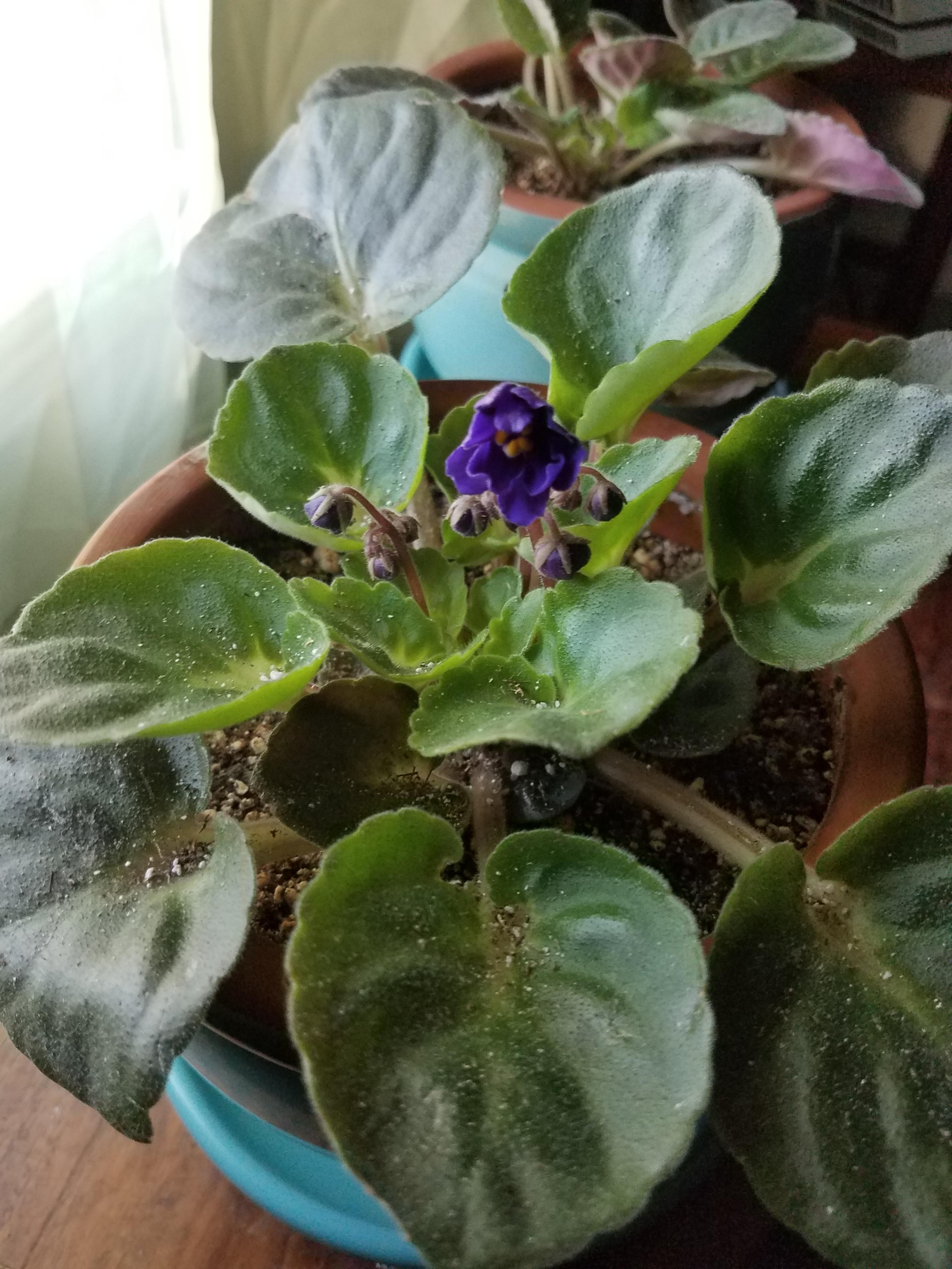 My African violet's 1st bloom r/gardening
