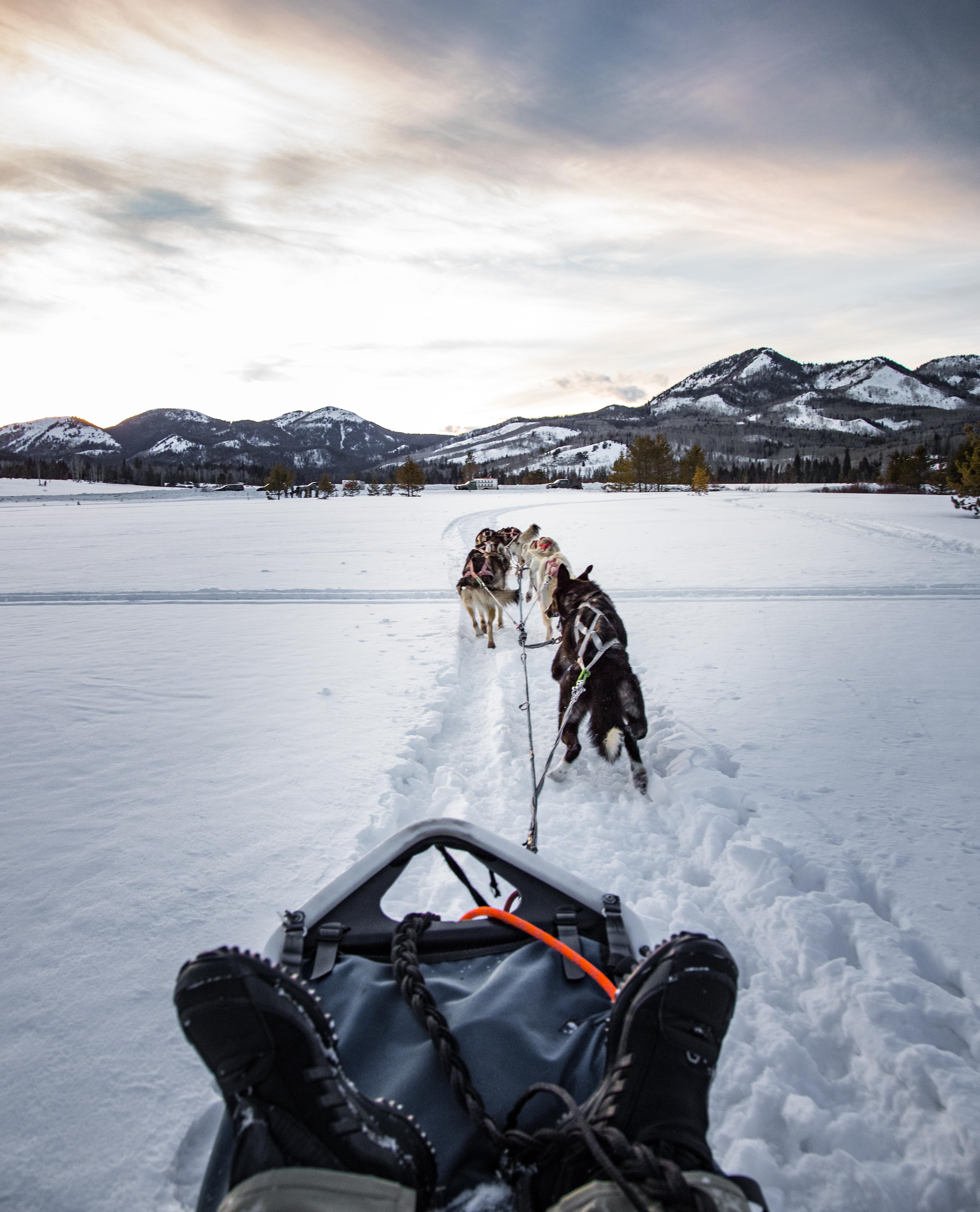 Dog Sledding in Steamboat [OC][4480 × 5539] r/Colorado