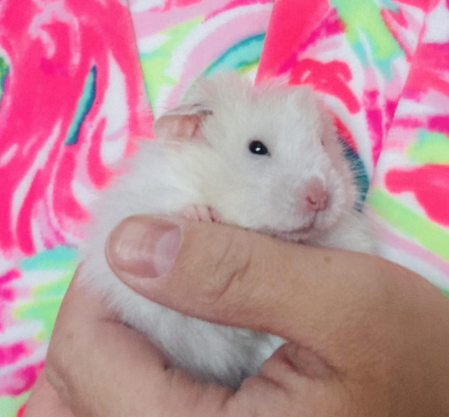 Can hamsters eat pine nuts? I’ve been reading about different snacks