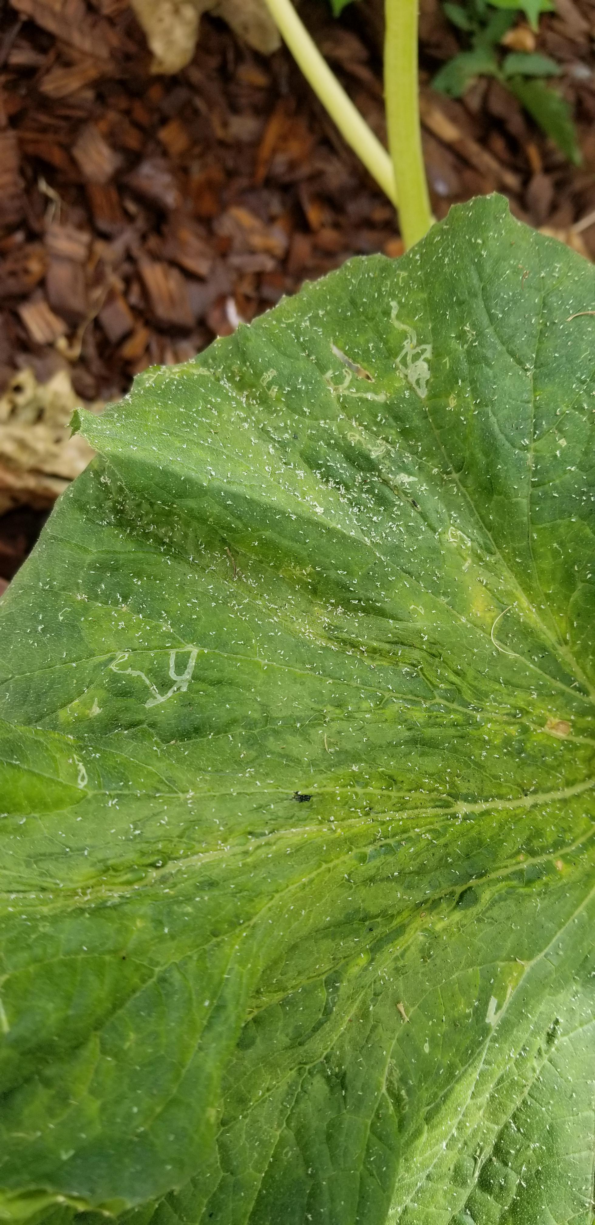 Vegetable fleas? Does anyone recognize these things I can only liken to