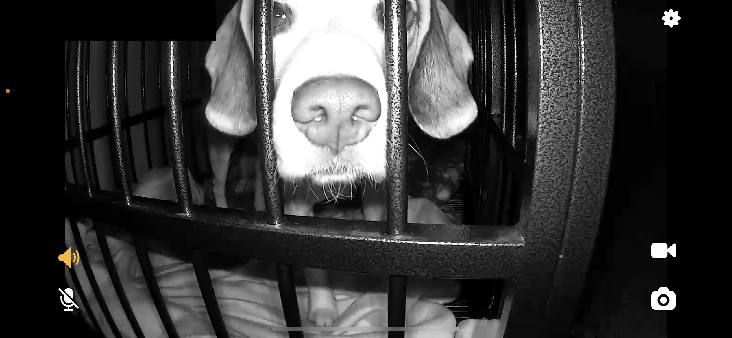 Got a new kennel camera. Open the app up and this is what I had looking