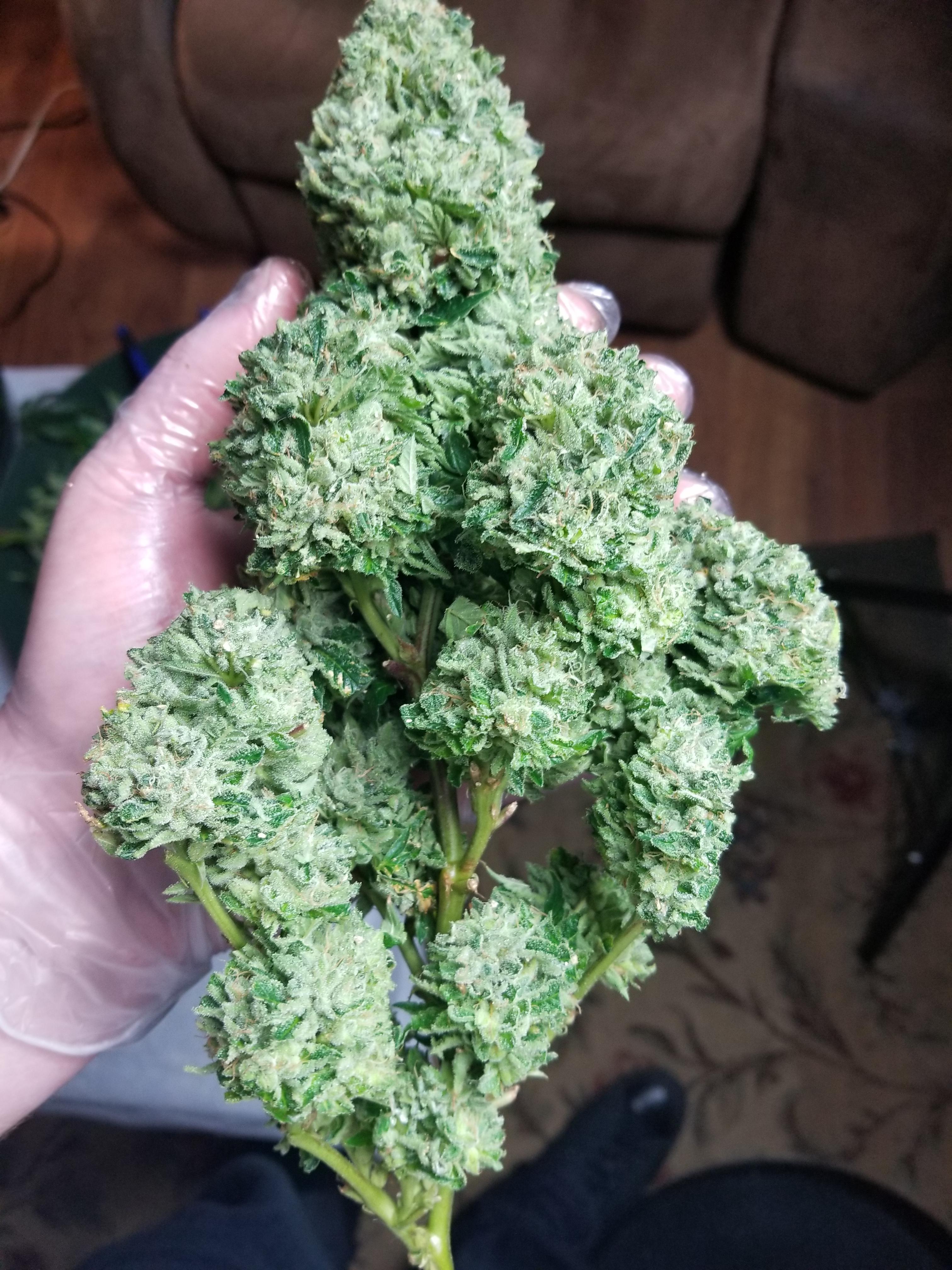 We were told that this is Black Garlic, the inner leaves will dry black