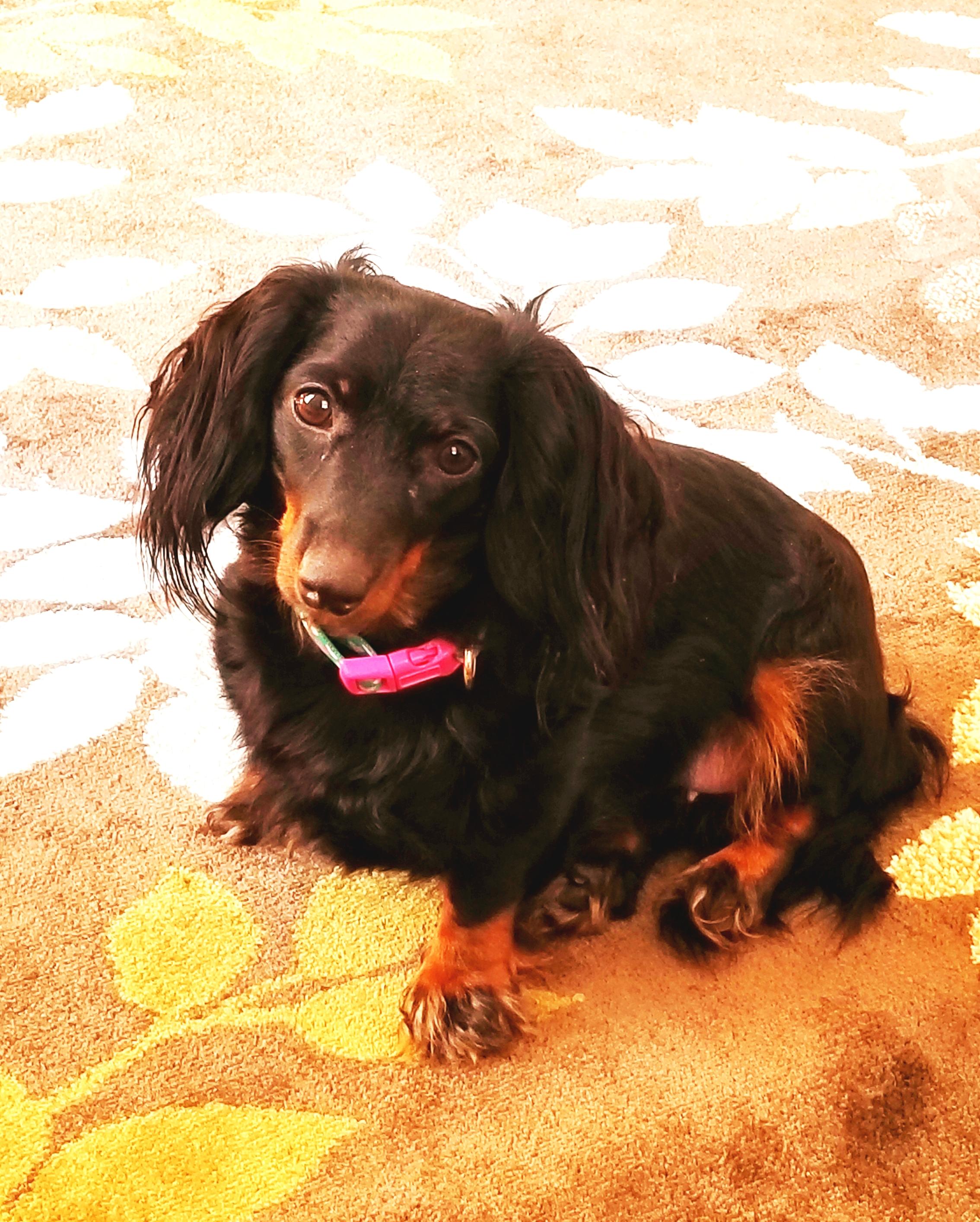 This is Luna Belle, our first Doxie! She's a 2 year old mini short/long