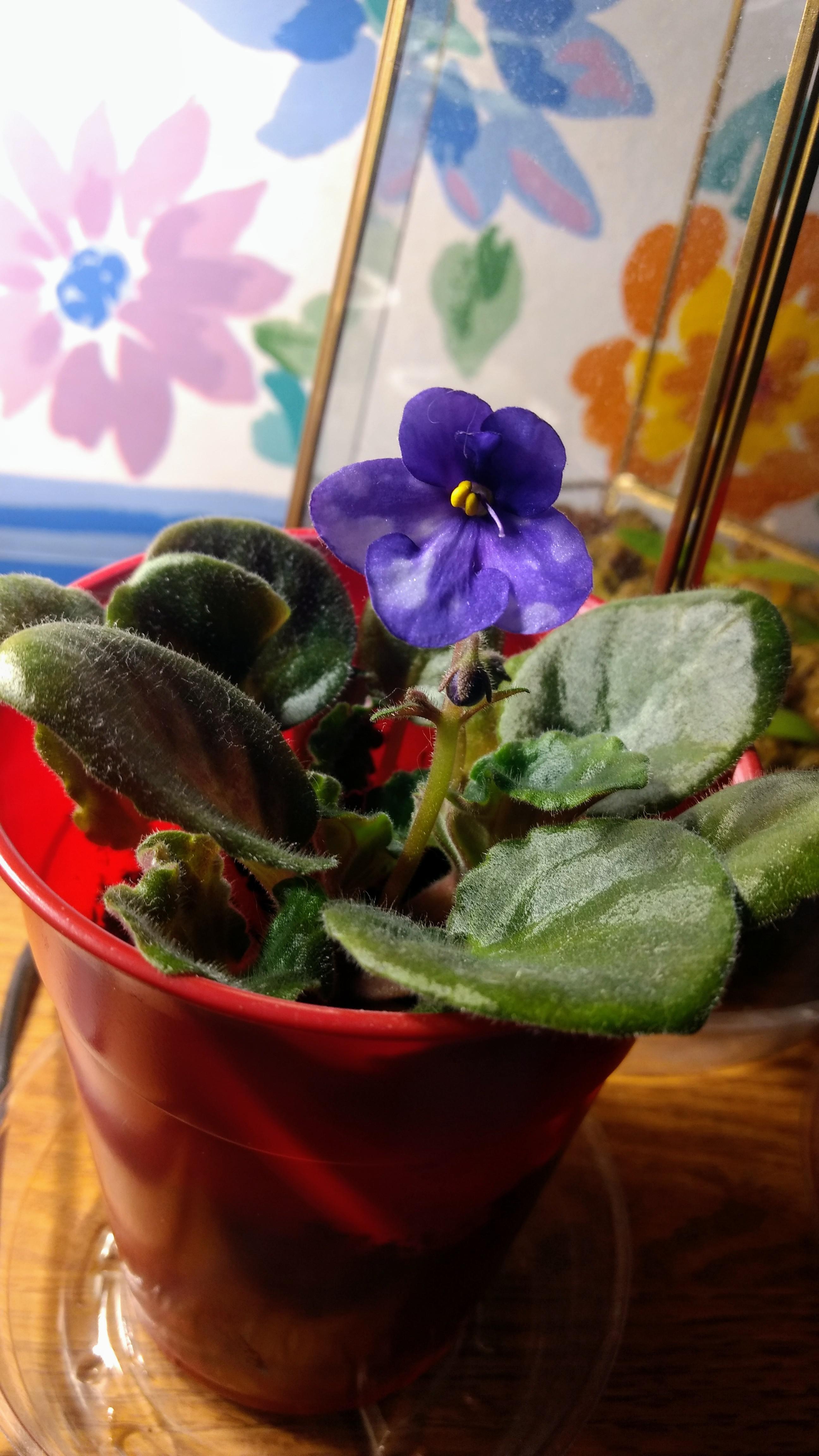 Been getting variegated blooms on my African violet. I love them, but