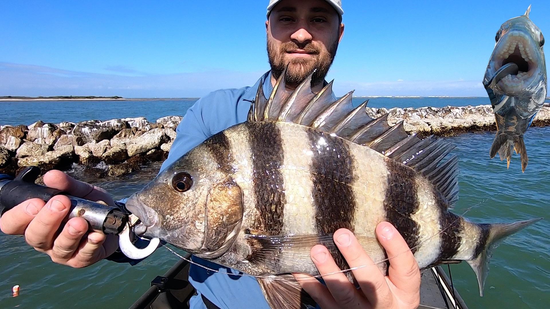 Catching some sheepshead in the corpus christi bay r/Fishing