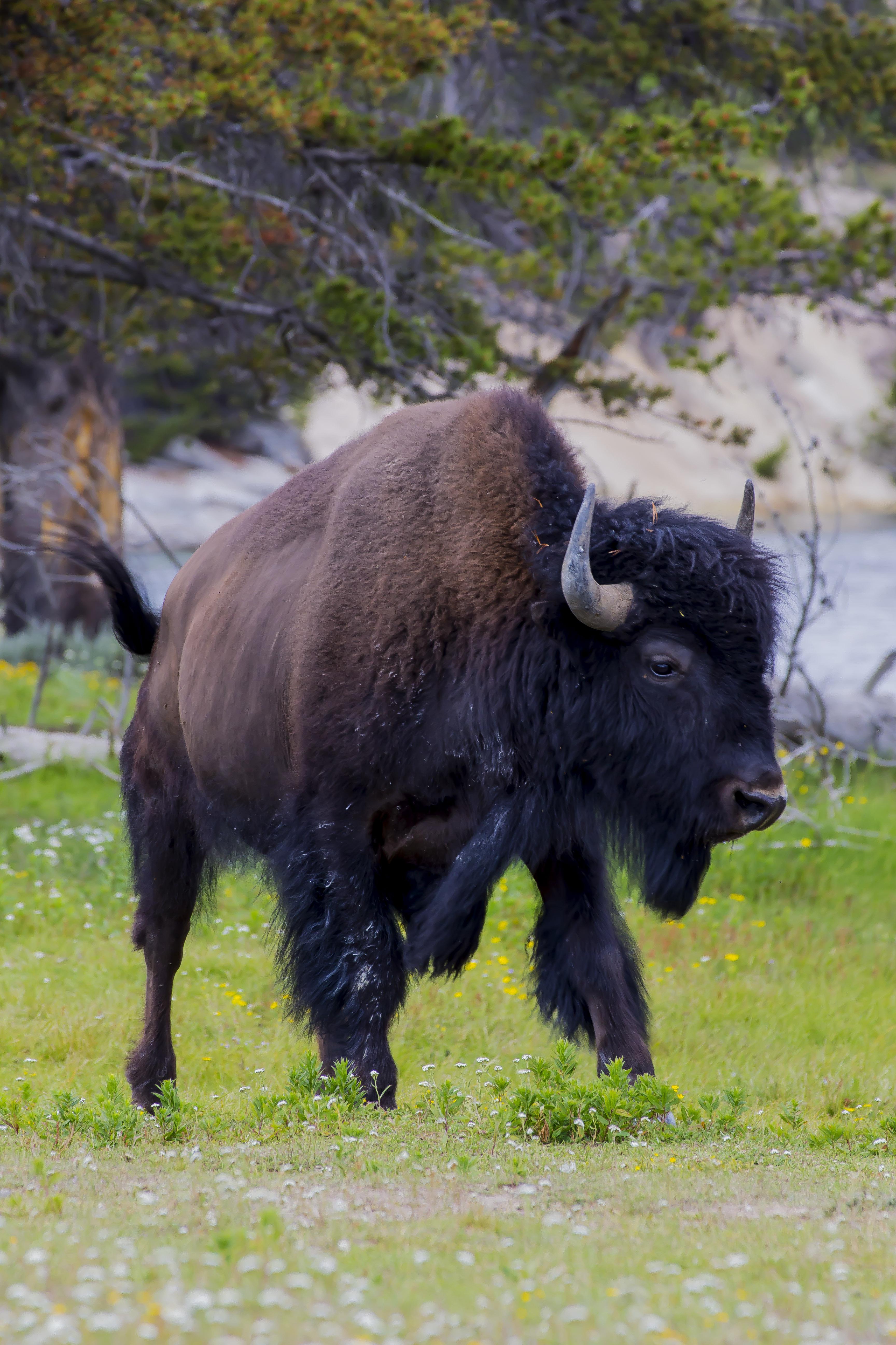 A full grown bison, Yellowstone national park r/wildlifephotography