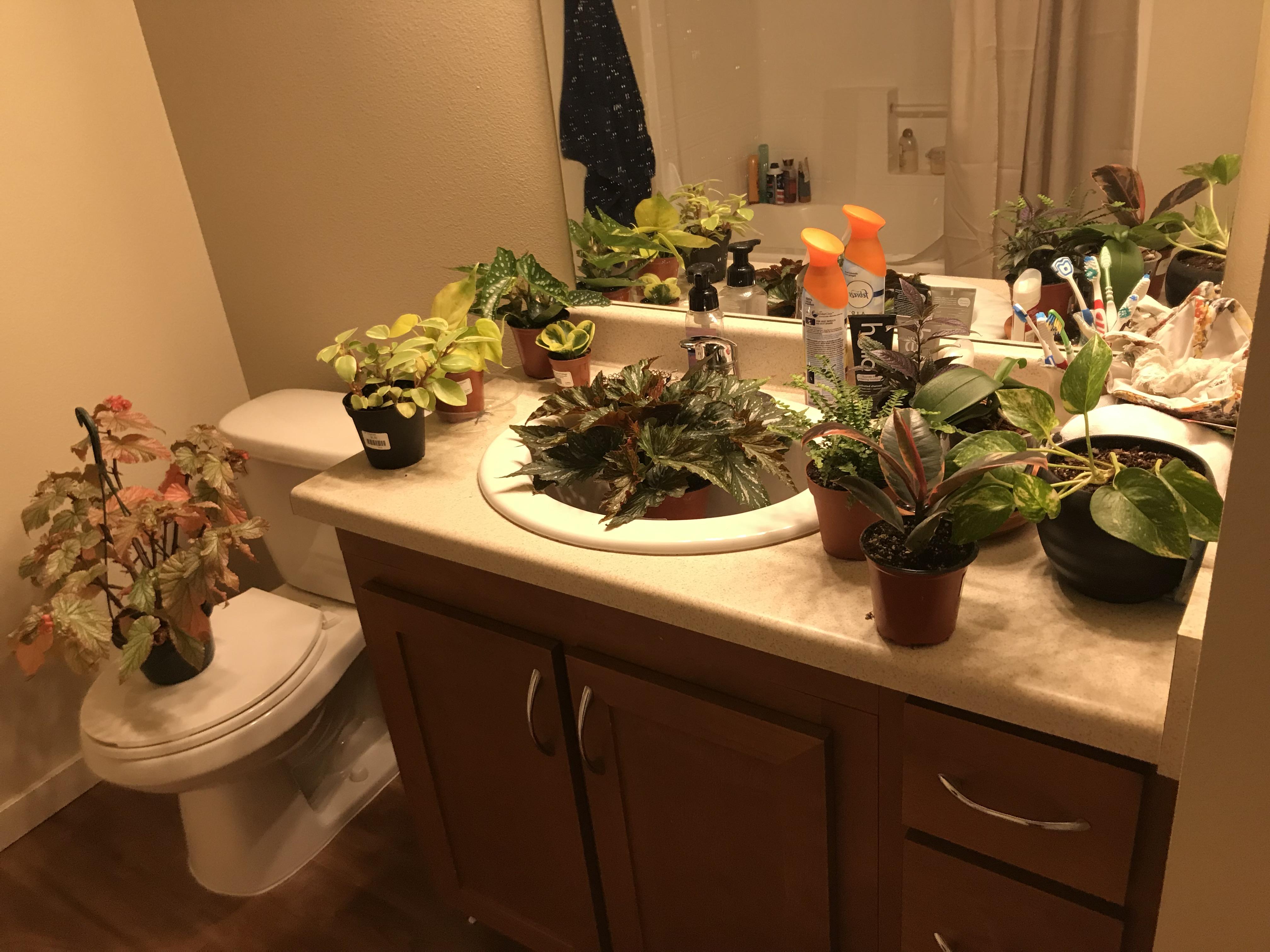Shower time for my plants that like humidity!