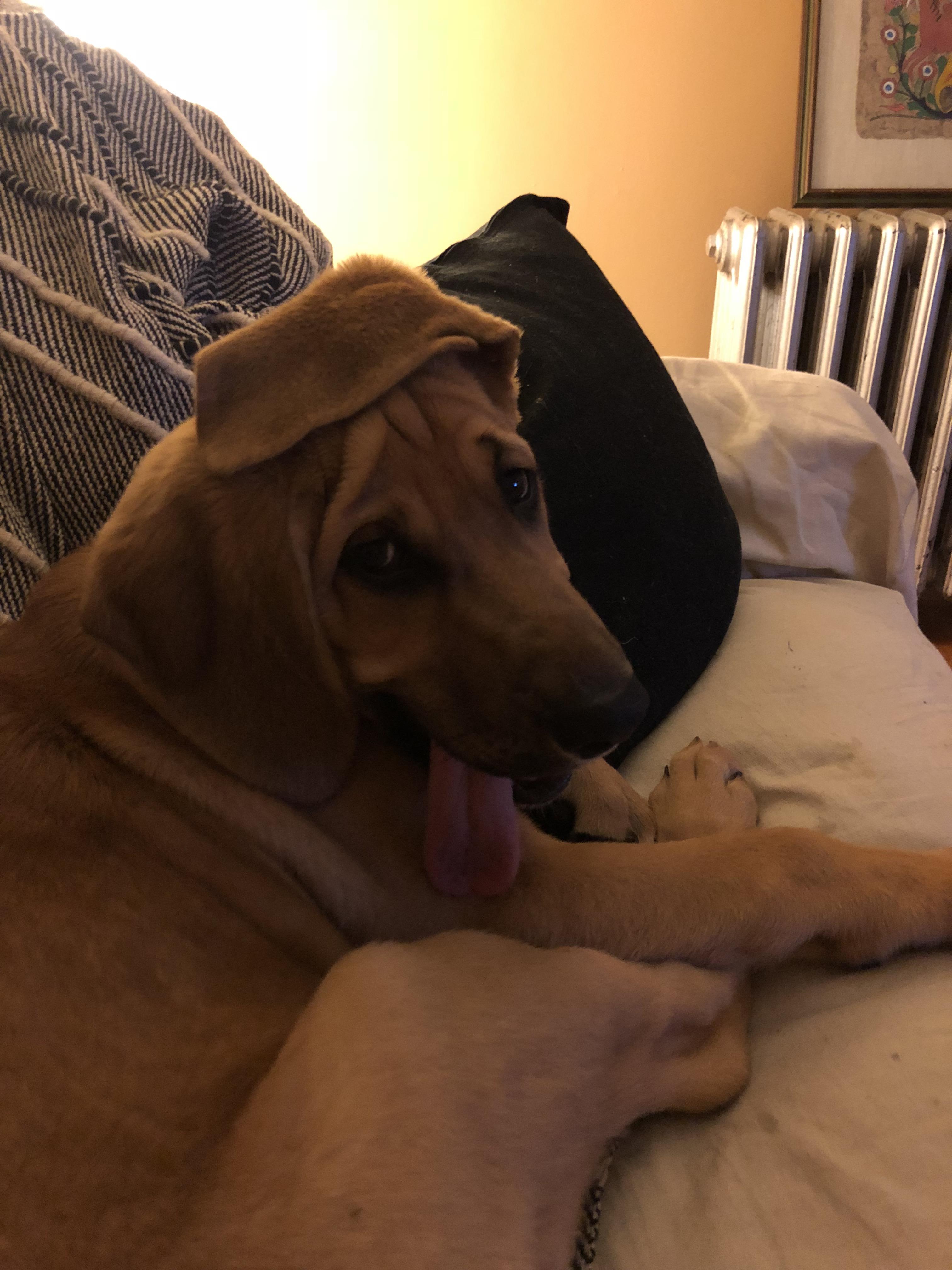 Derpy dog WhatsWrongWithYourDog