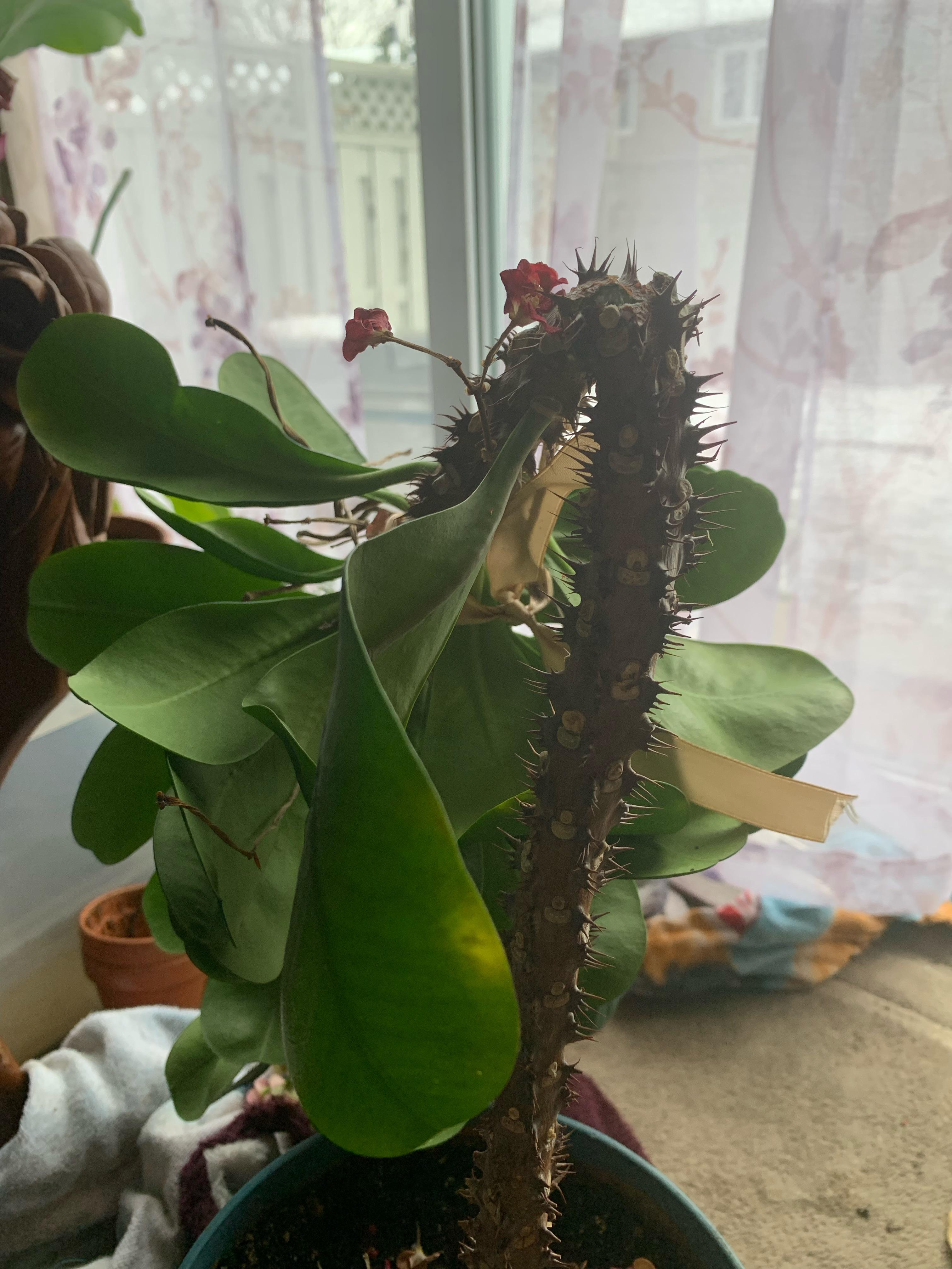 Euphorbia Plant Can Cause Cancer