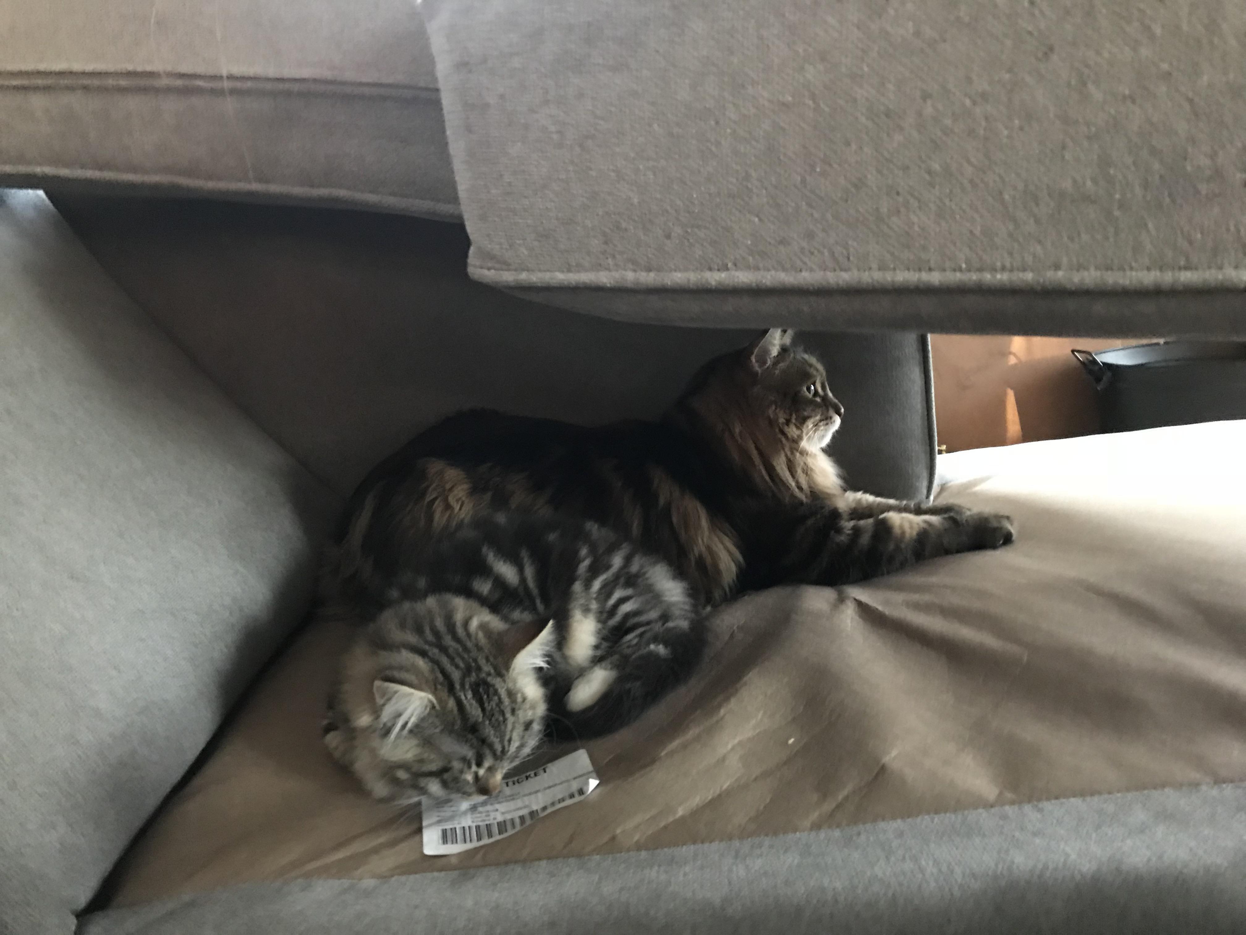 Had our couch professionally cleaned and all the cushions got pulled up and some cats had a good