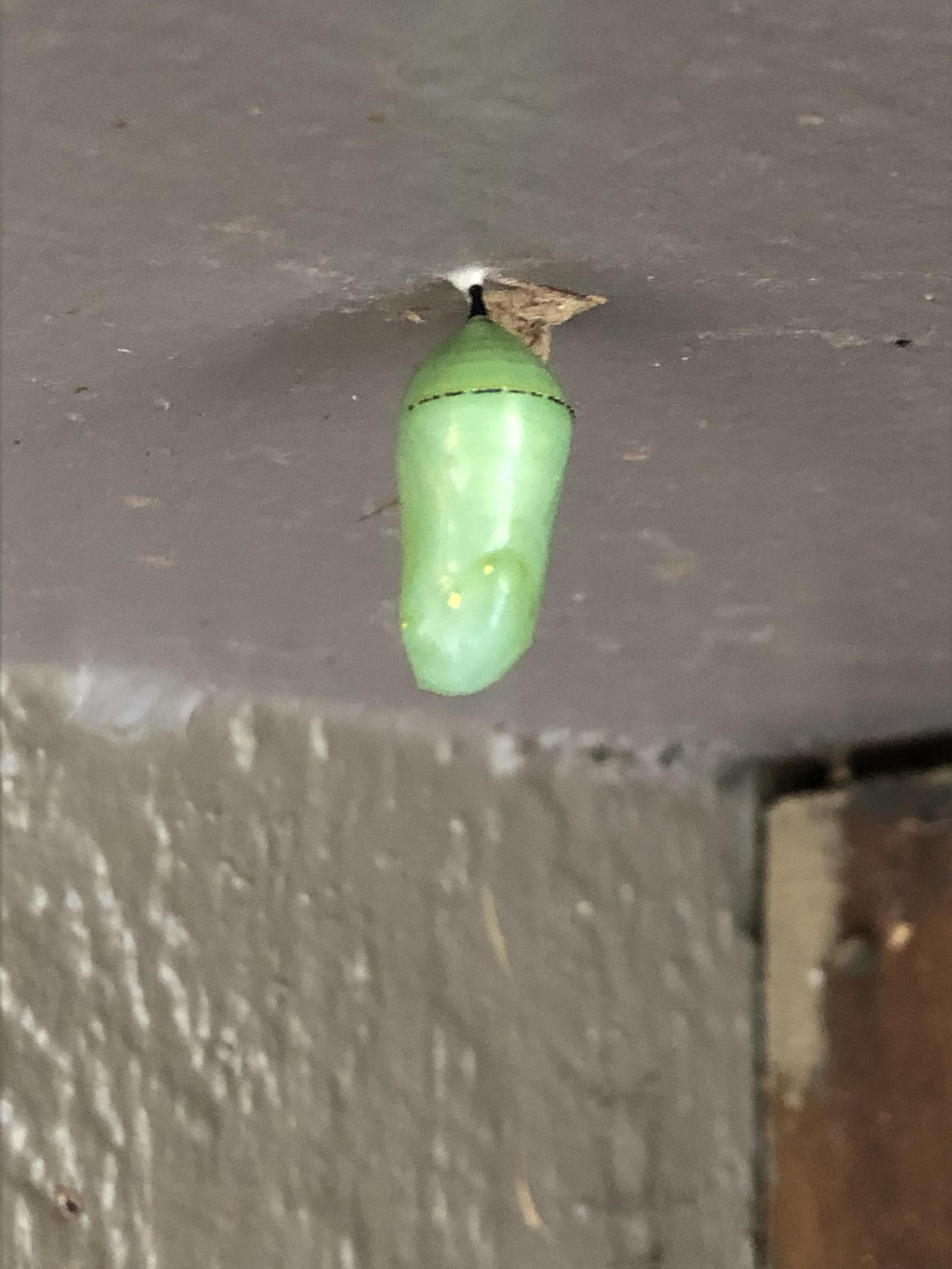 Is this a monarch cocoon? It sure looks like one but i’m wondering if