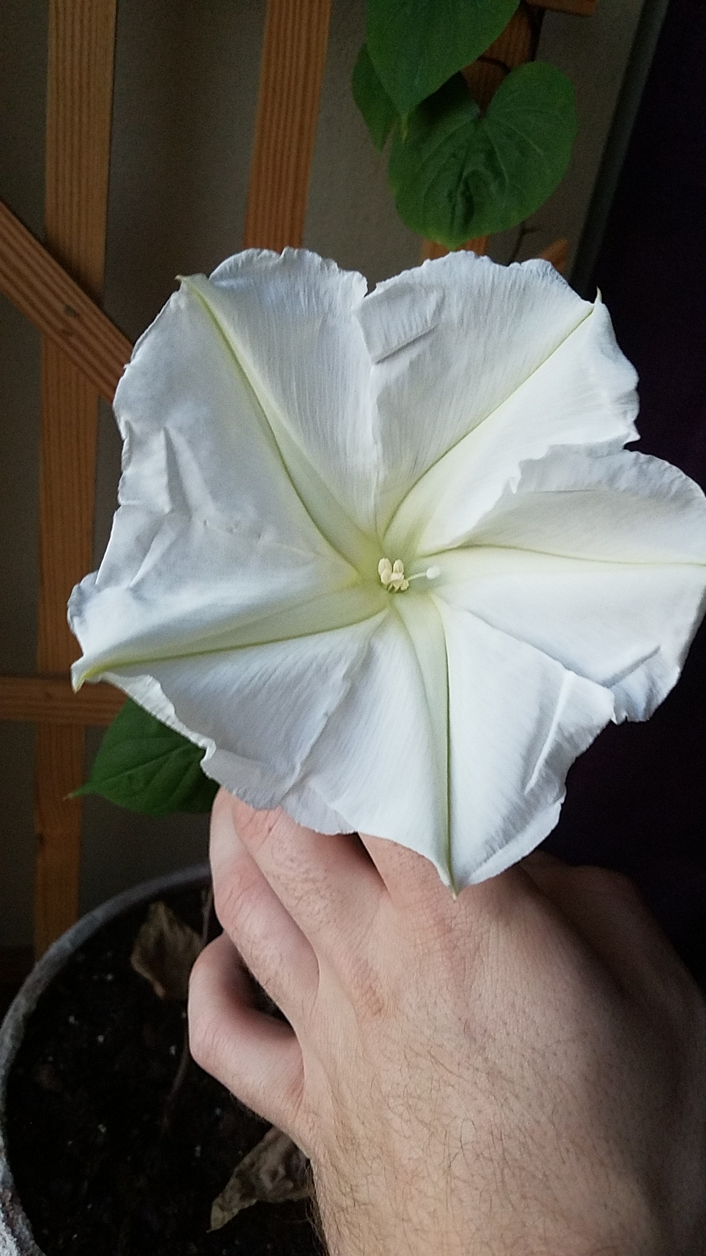 Got a bloom on my indoor moon flowers tonight! Any more help with