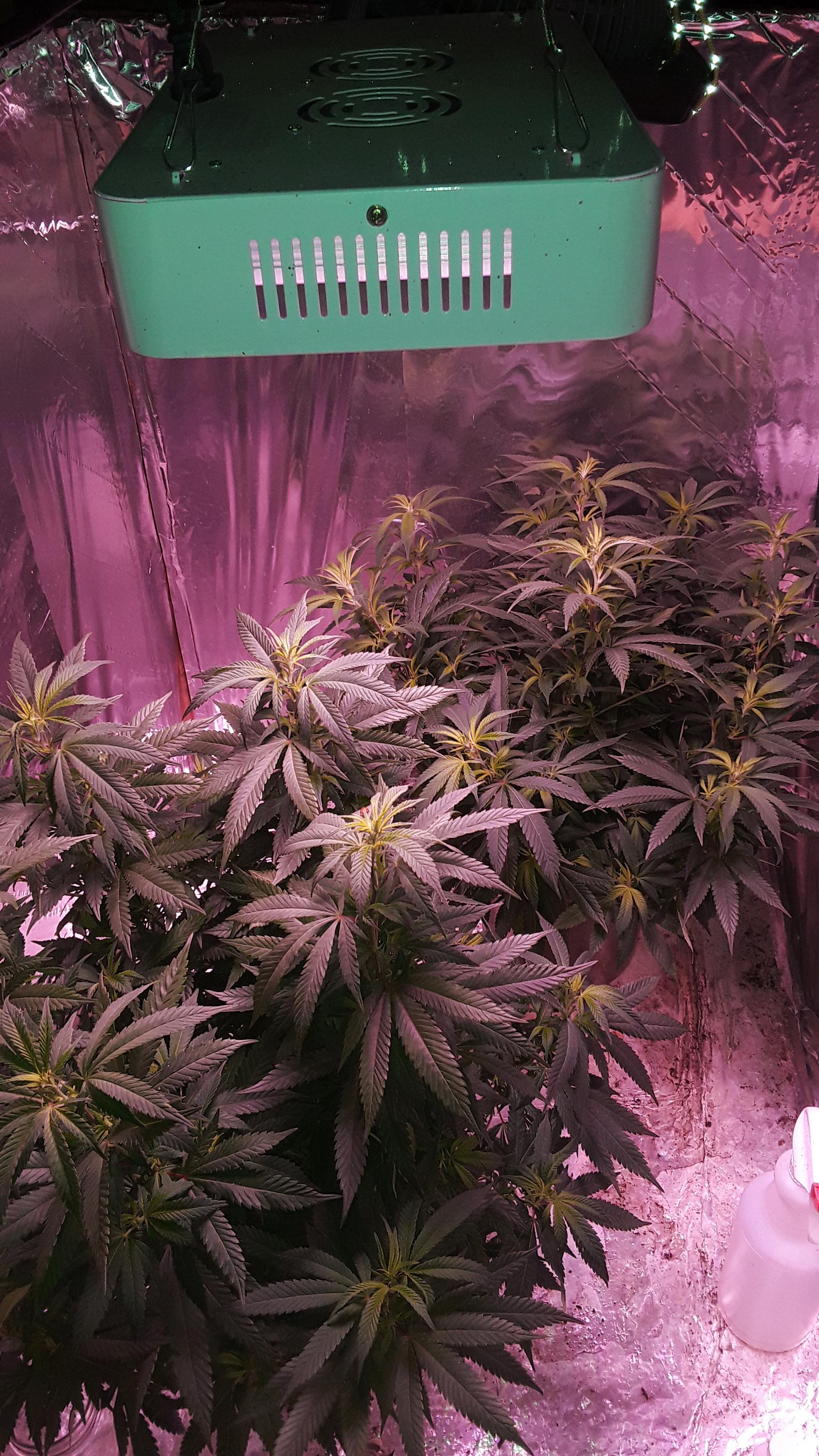 Day 4 of 12/12 cycle, white widow. Should I/ can I defoliate a bit more