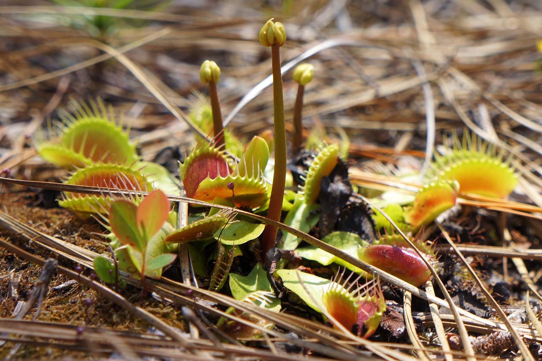 Wild Venus flytraps are starting to bloom near Wilmington, NC (OC