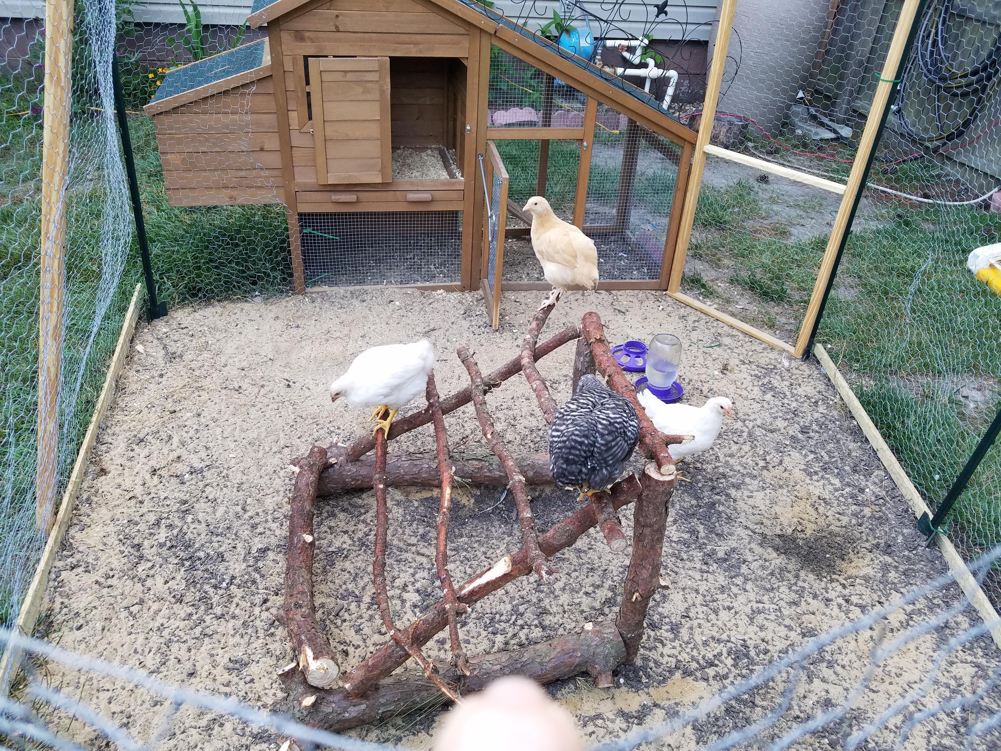 Chicken Jungle Gym; Our 7 week old Flock. r/BackYardChickens
