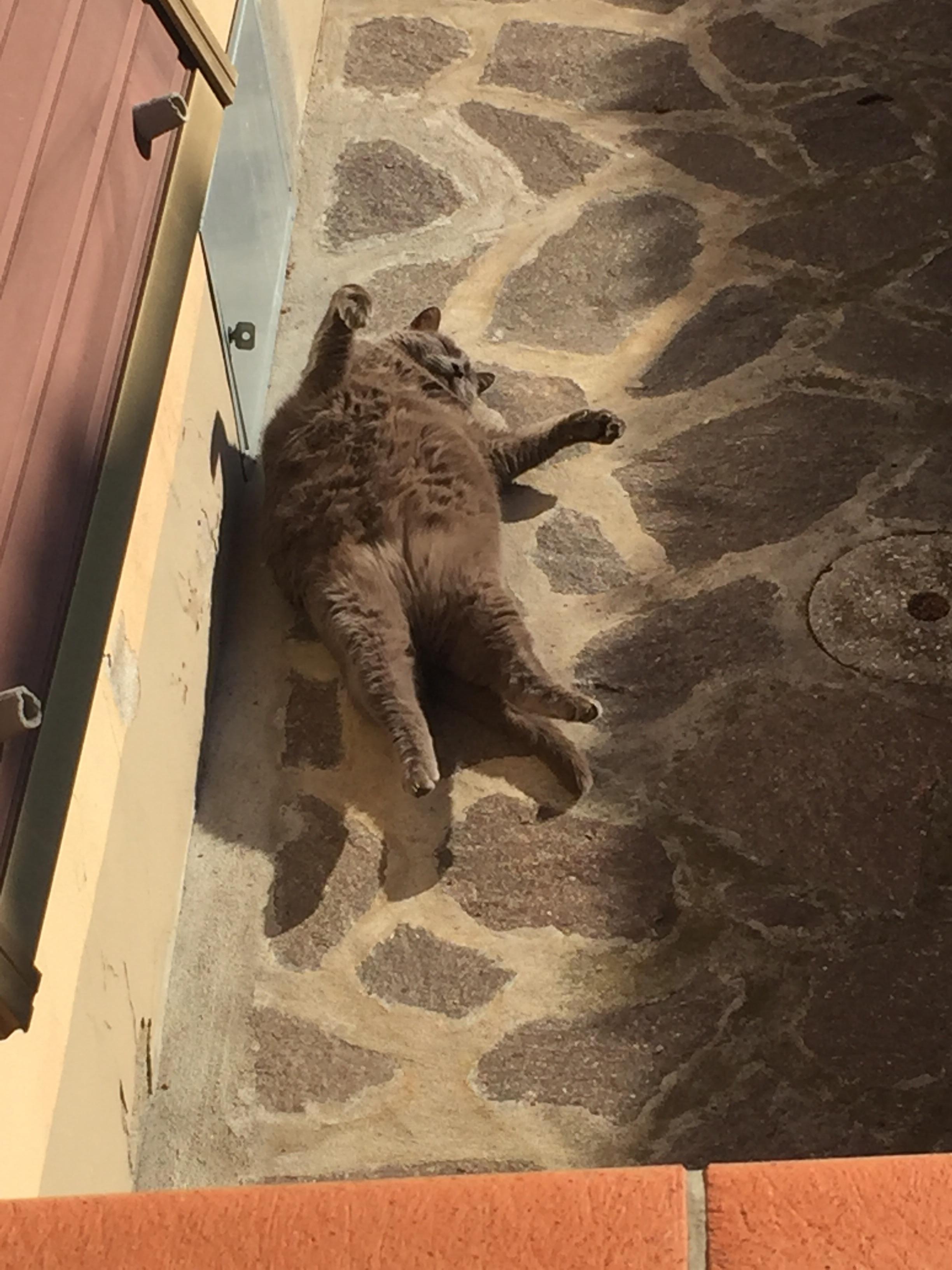 Just my fat cat sleeping in the sunlight r/aww
