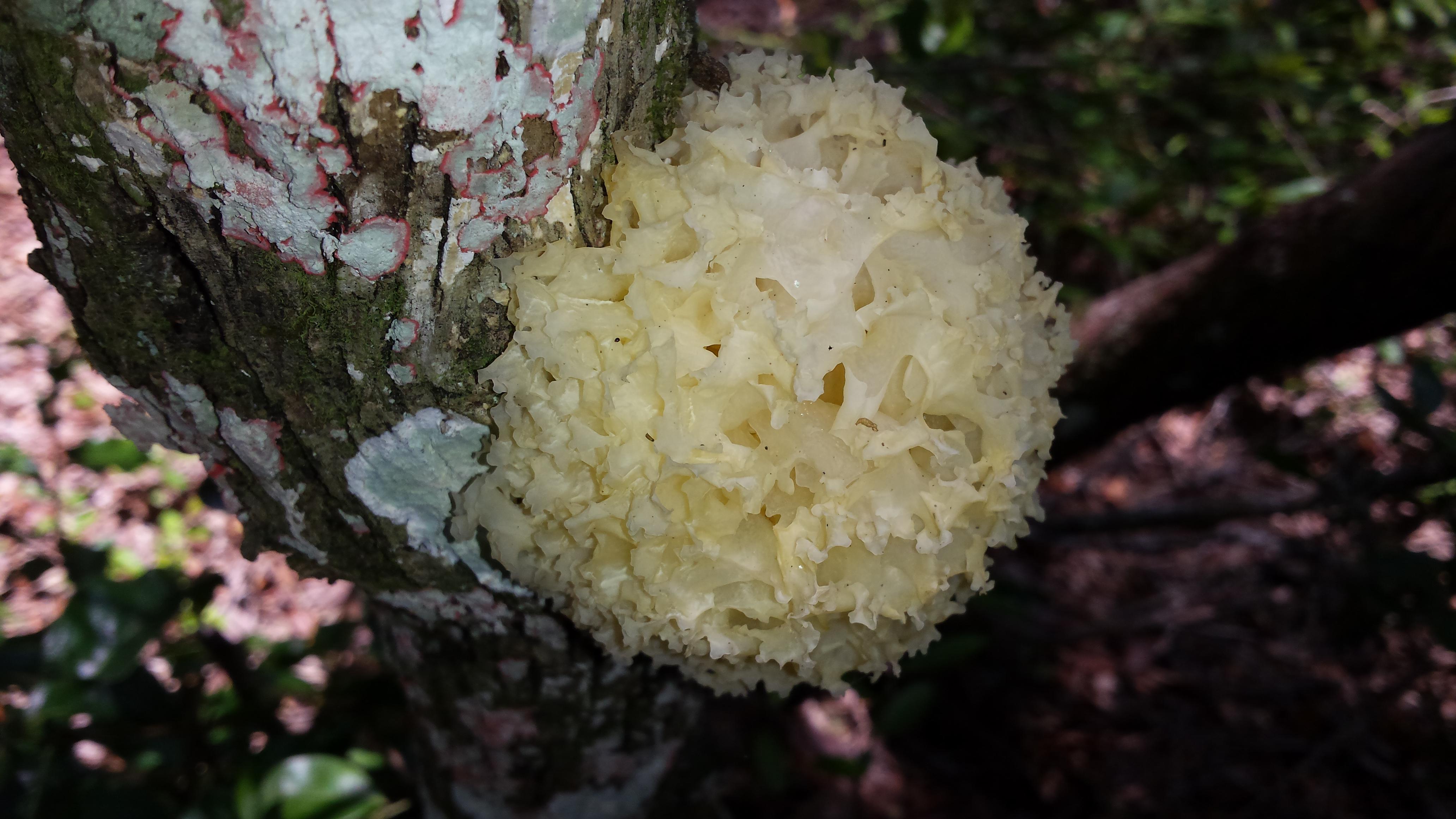 Pretty Ball Shaped Fungus on Oak in North Central Florida r/mycology