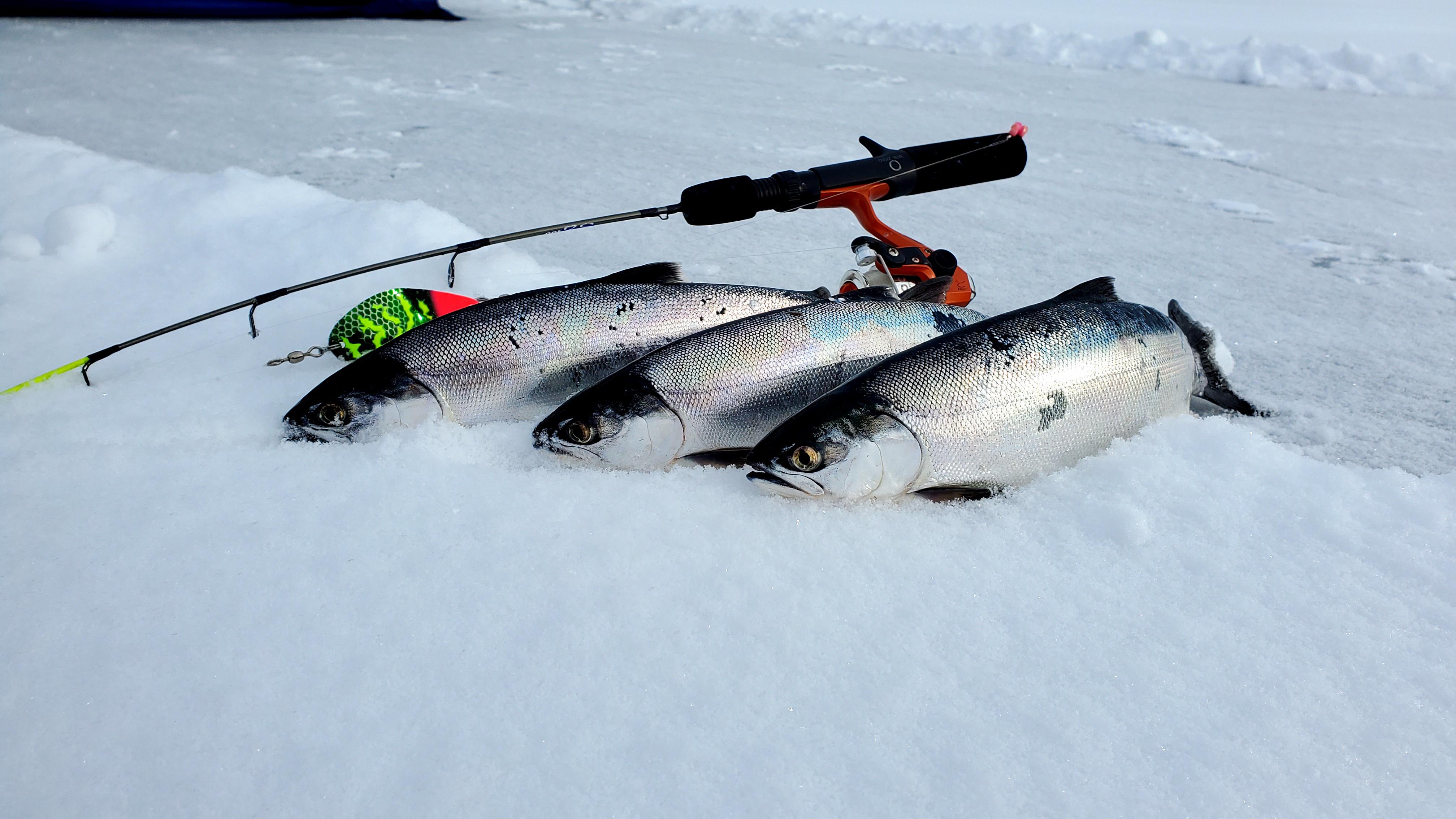 Catching chromers through the ice. Kokanee the land locked sockeye