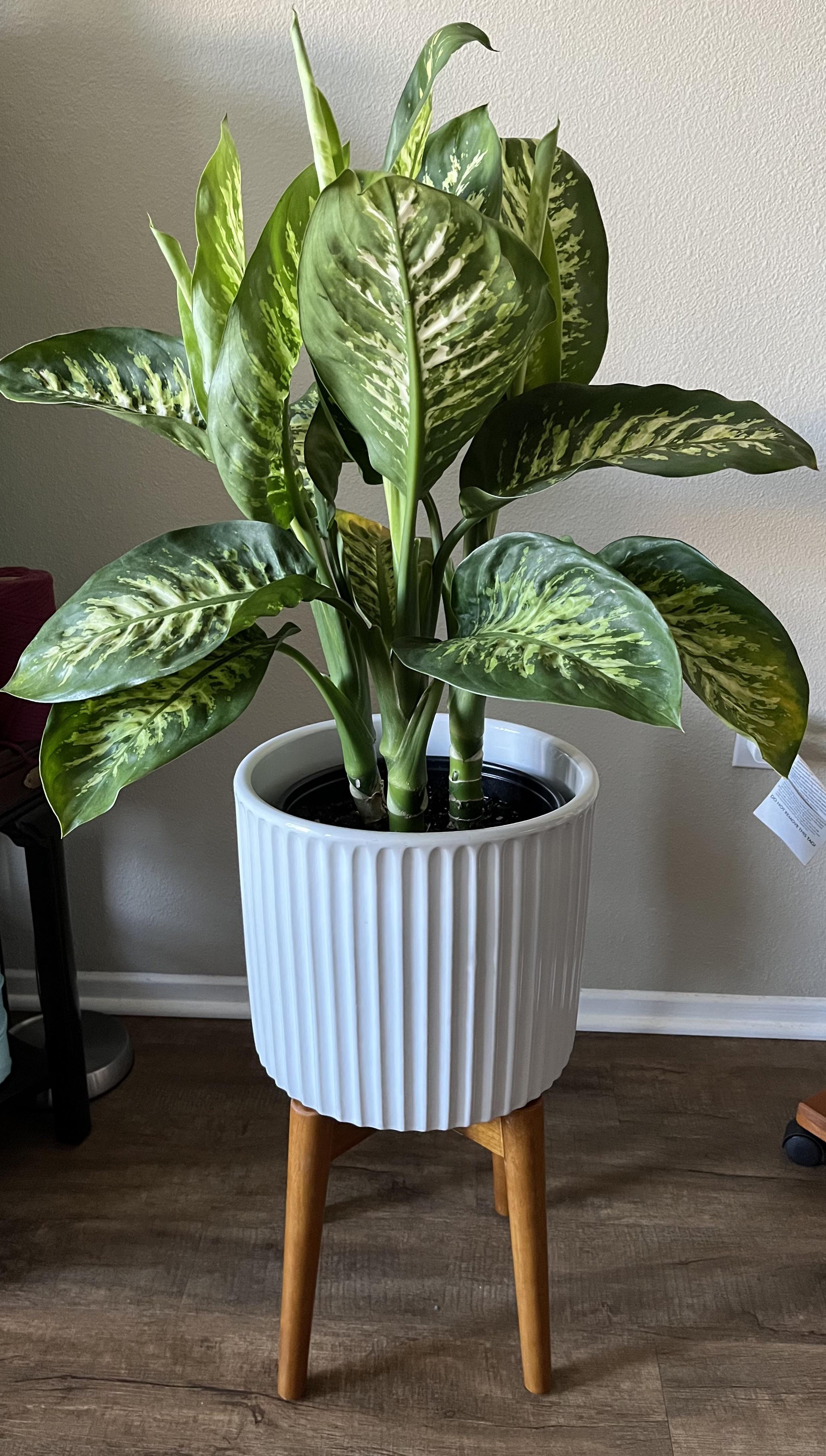 Separate canes into different pots or keep together? r/houseplants