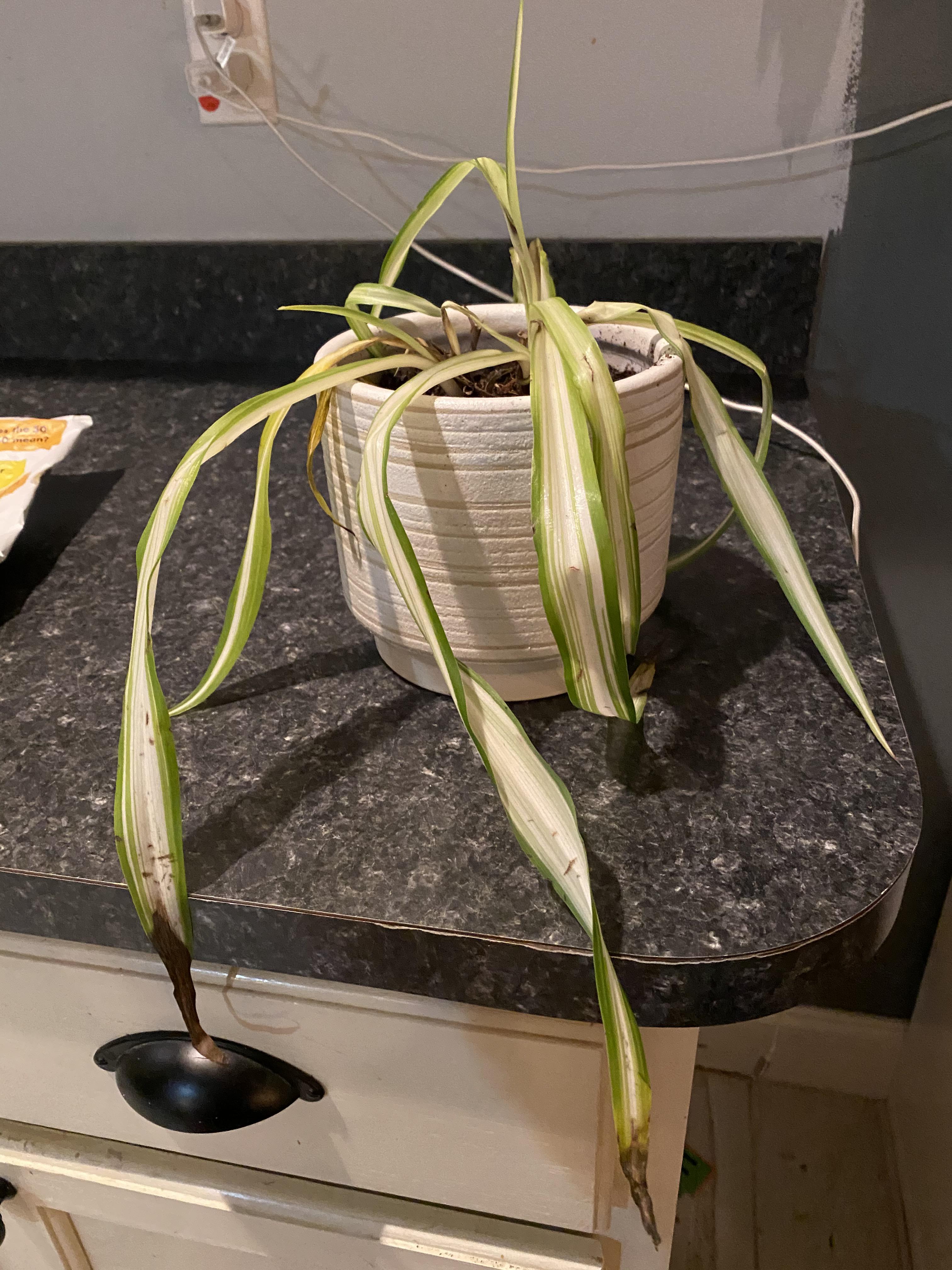 Why is my spider plant dying? It’s in regular houseplant soil by happy