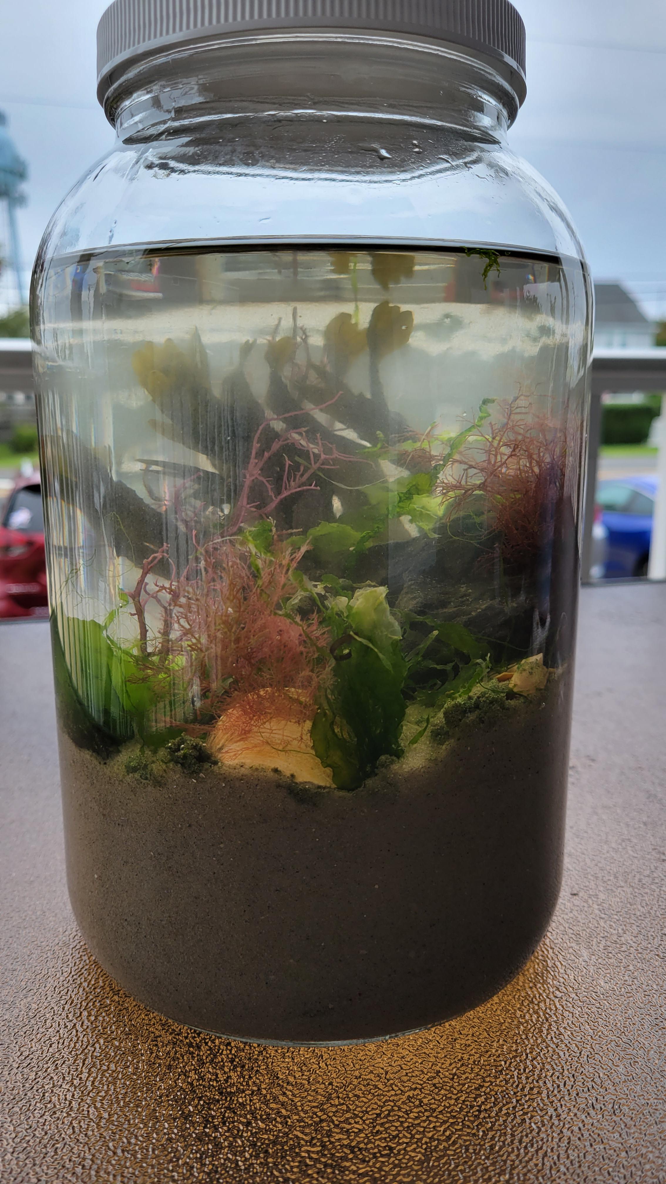 Attempting a saltwater Jar! Day 0 it looks super good! Hope there is