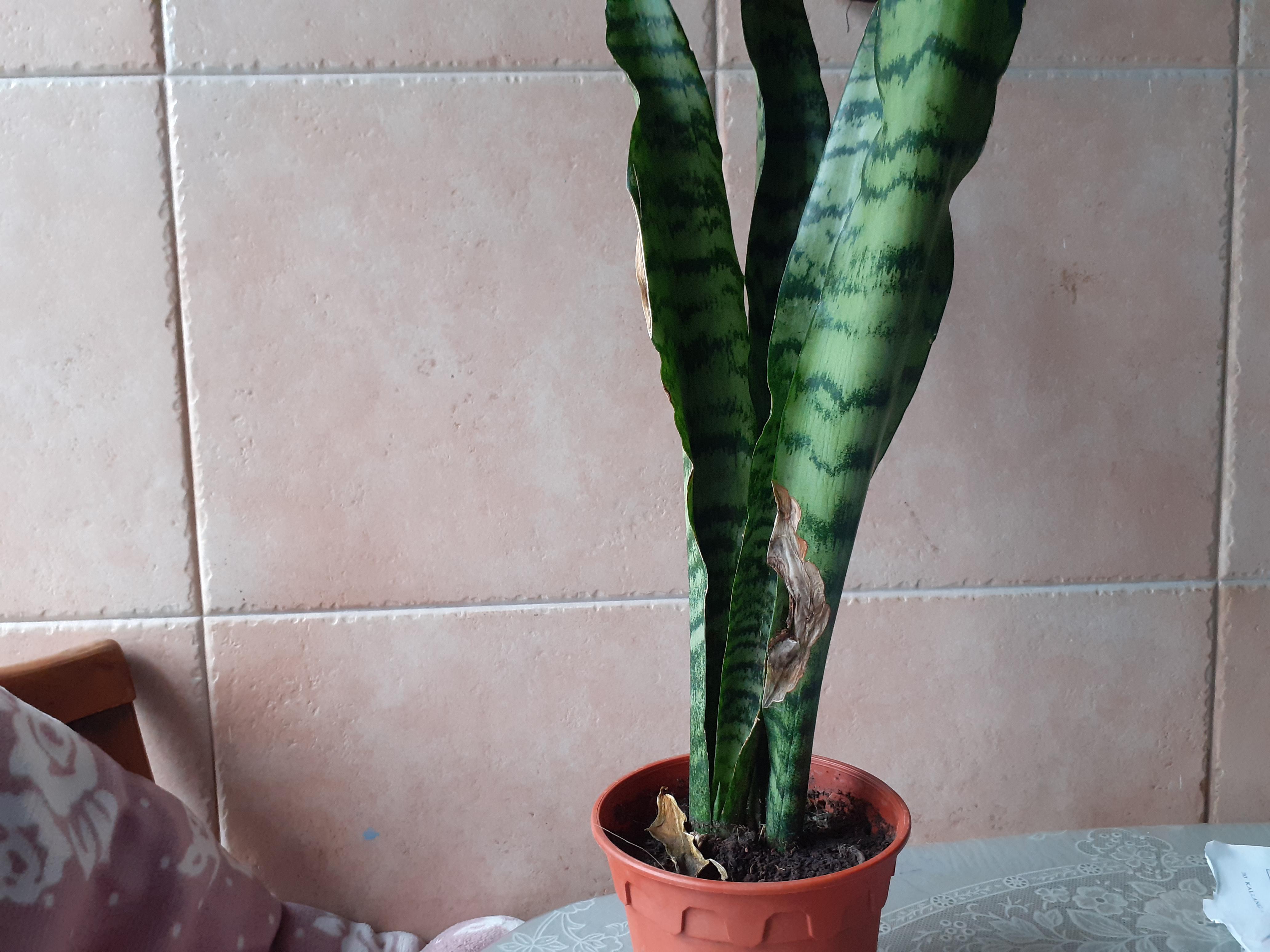 Newly acquired Snake Plant is browning slightly along the sides/tips