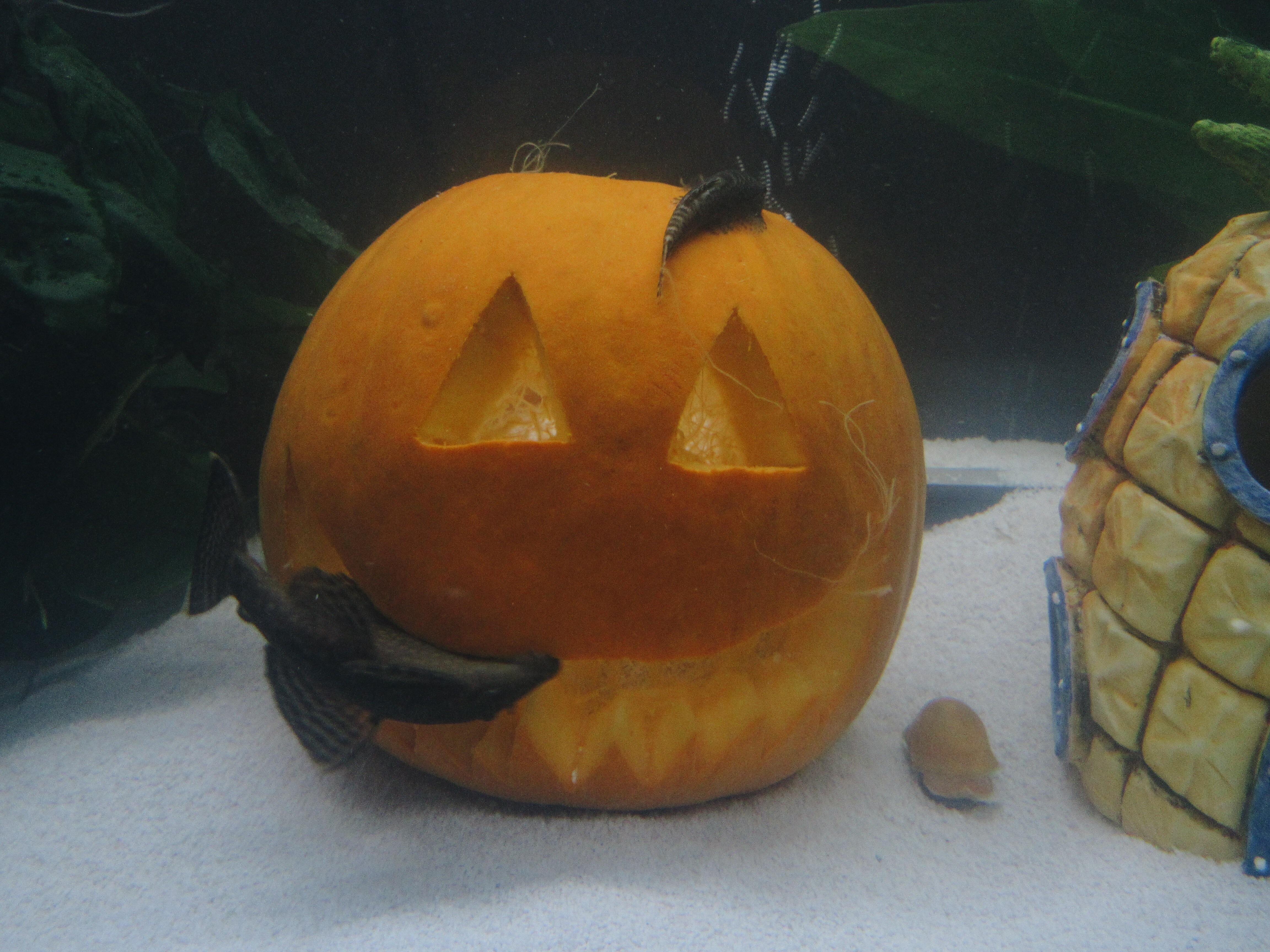 they love halloween r/Aquariums