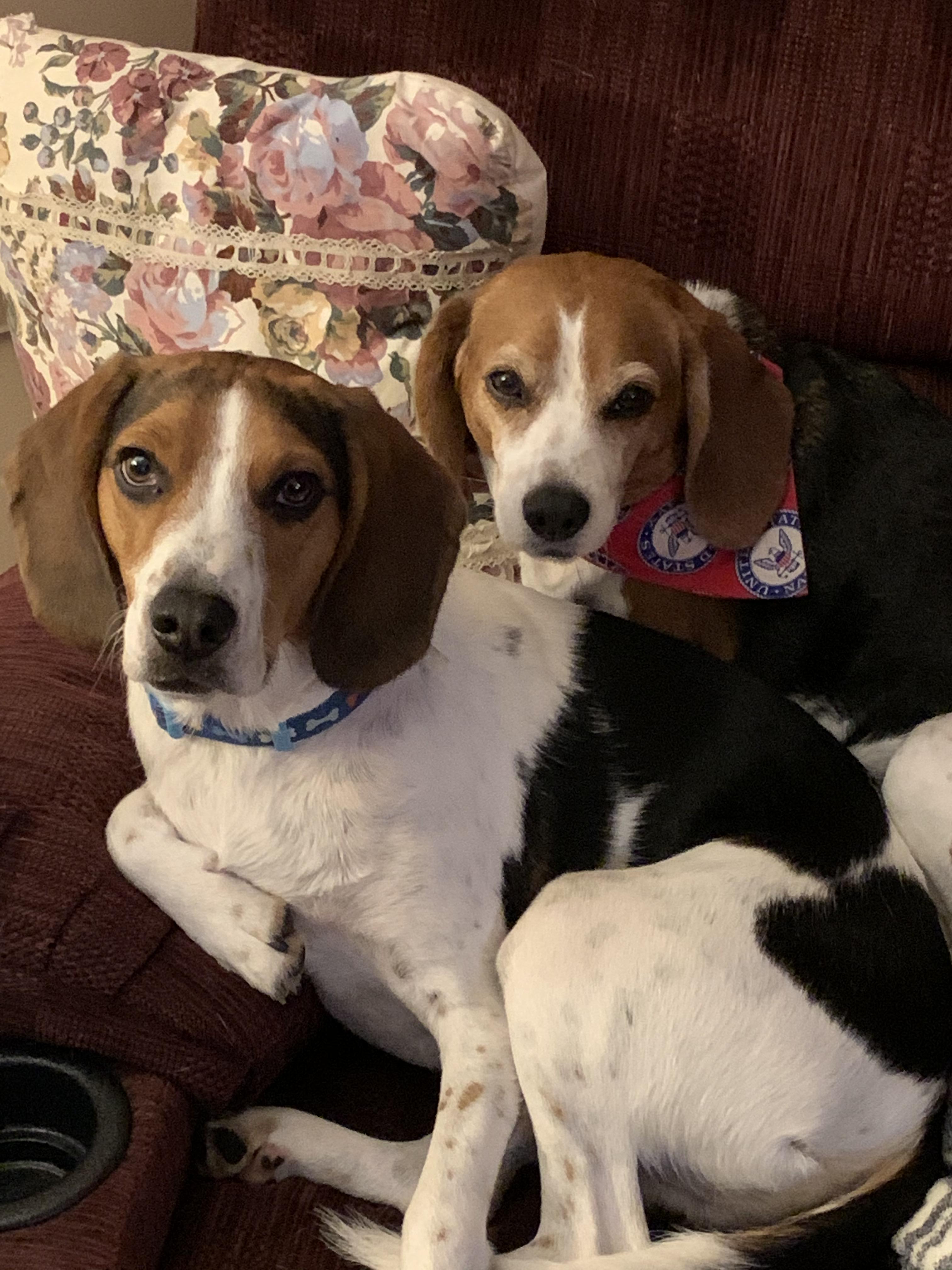 My beagle/coonhound mix Beau and full Beagle Mabel r/beagles
