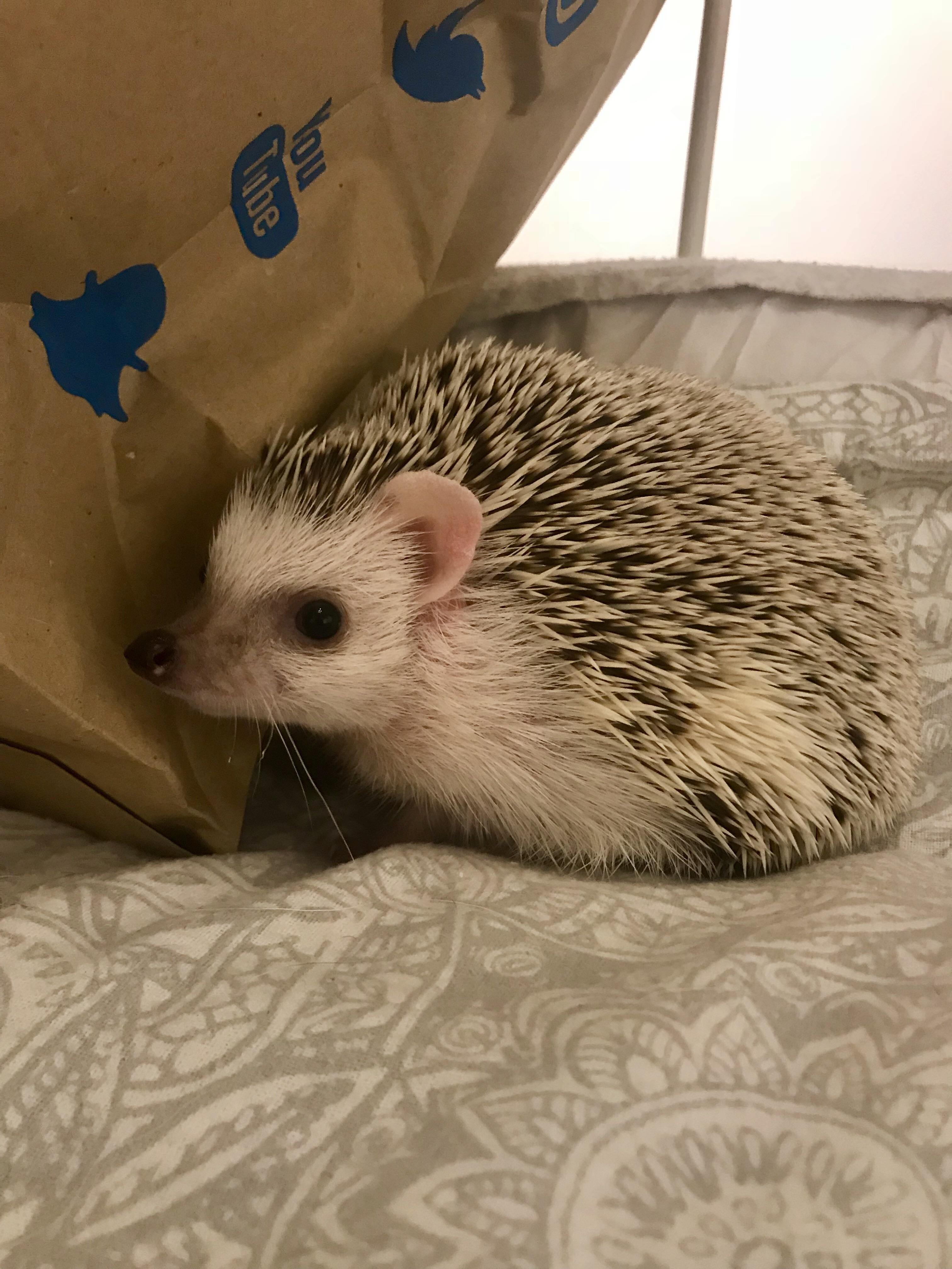 pls enjoy my pals cute hedgehog r/aww