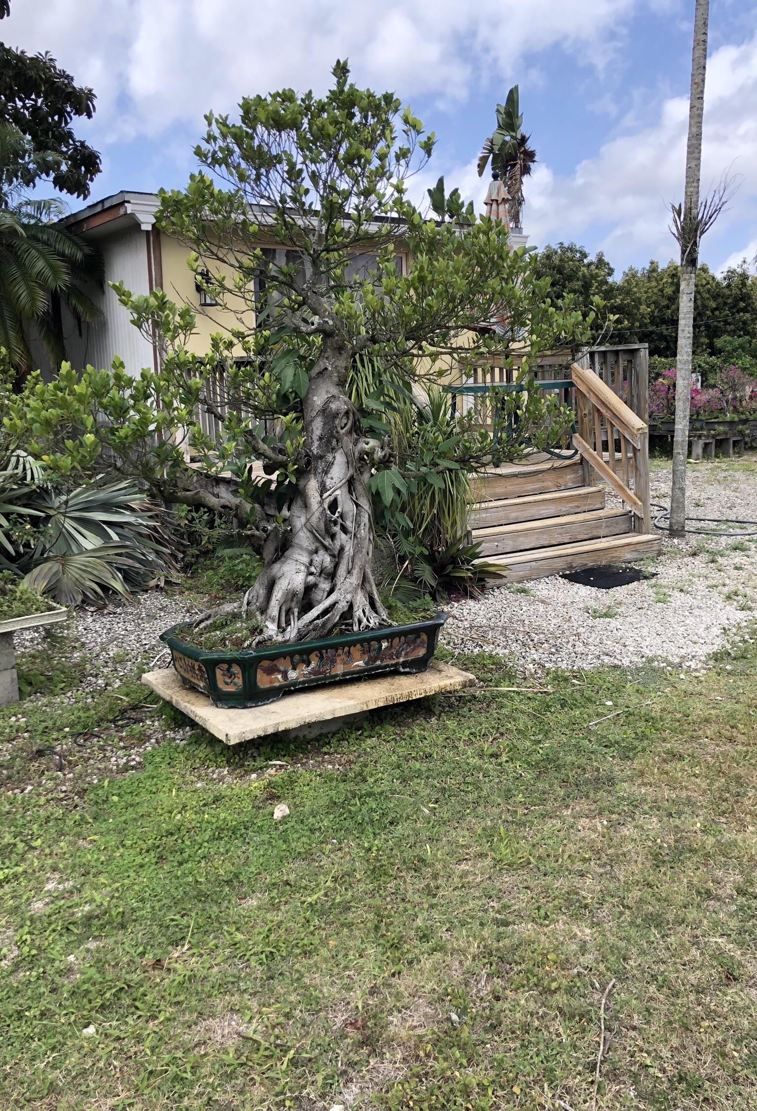 A 40,000 ficus in a local Bonsai shop r/Bonsai